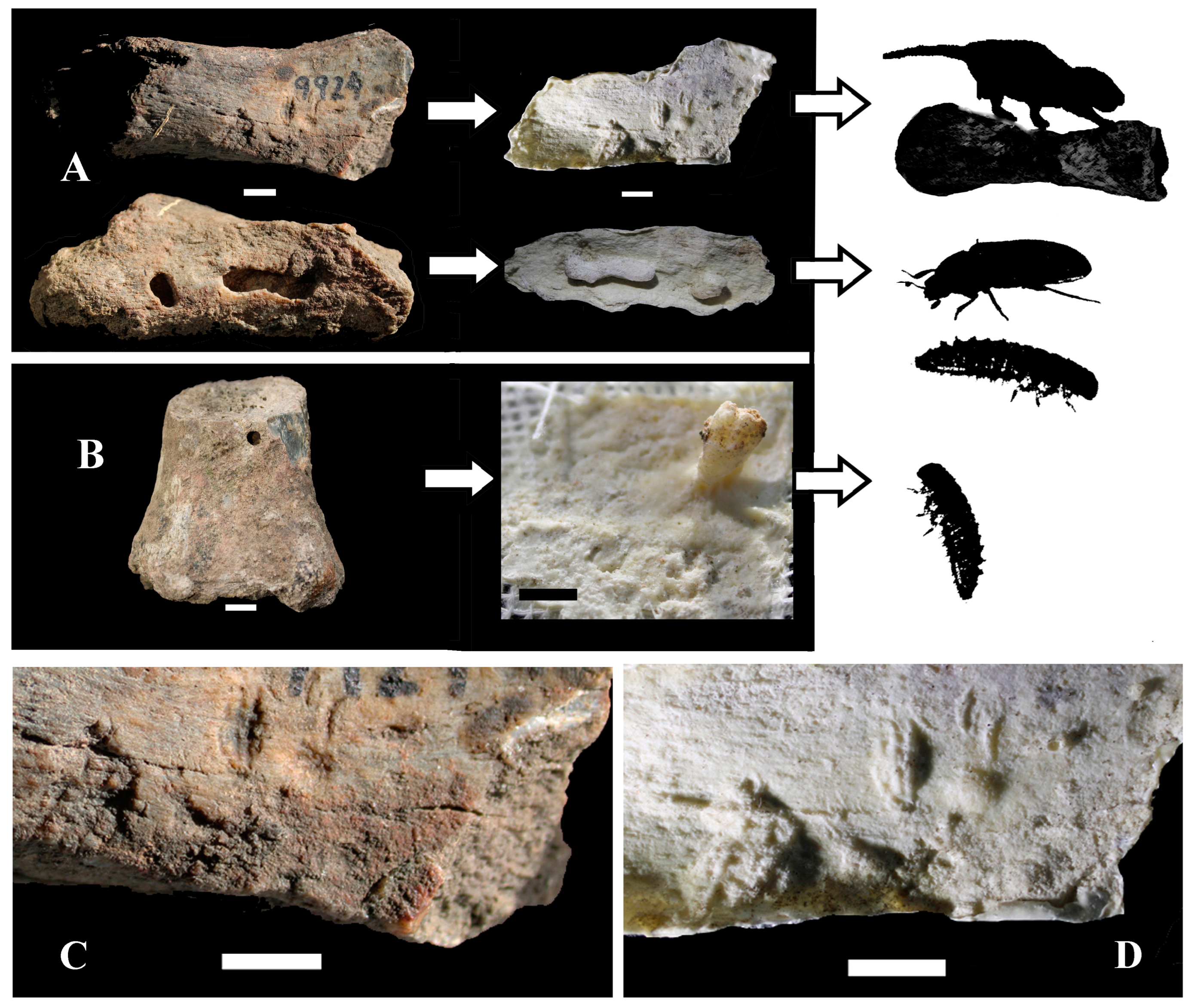 Fossstud 03 00002 g002