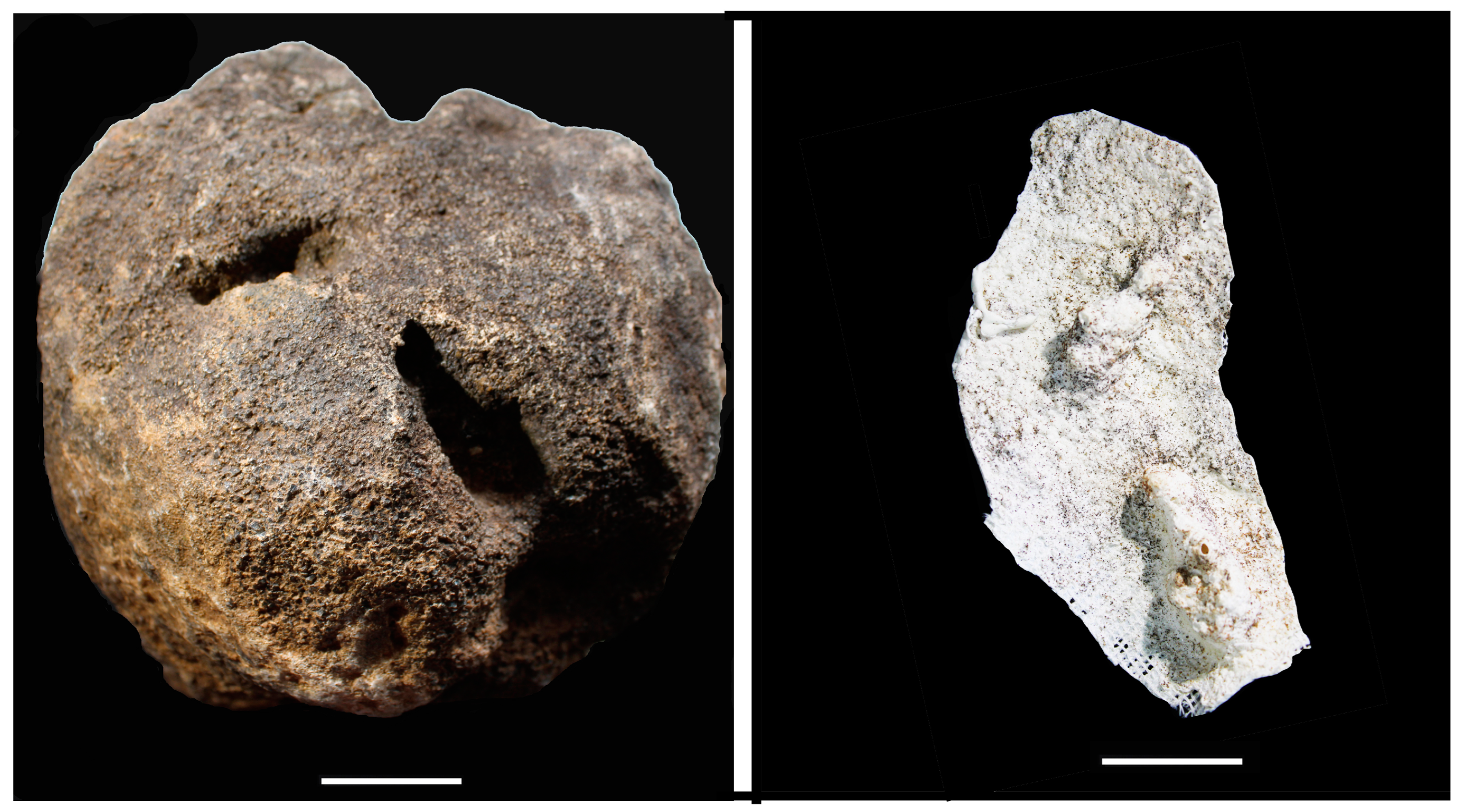 Fossstud 03 00002 g003