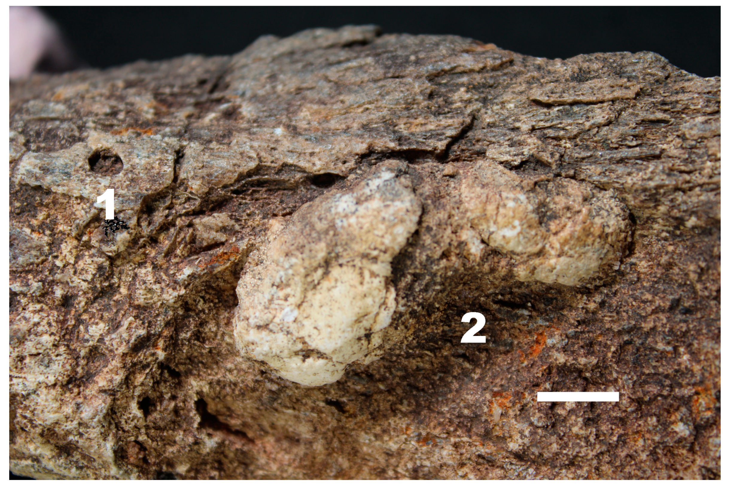 Fossstud 03 00002 g004