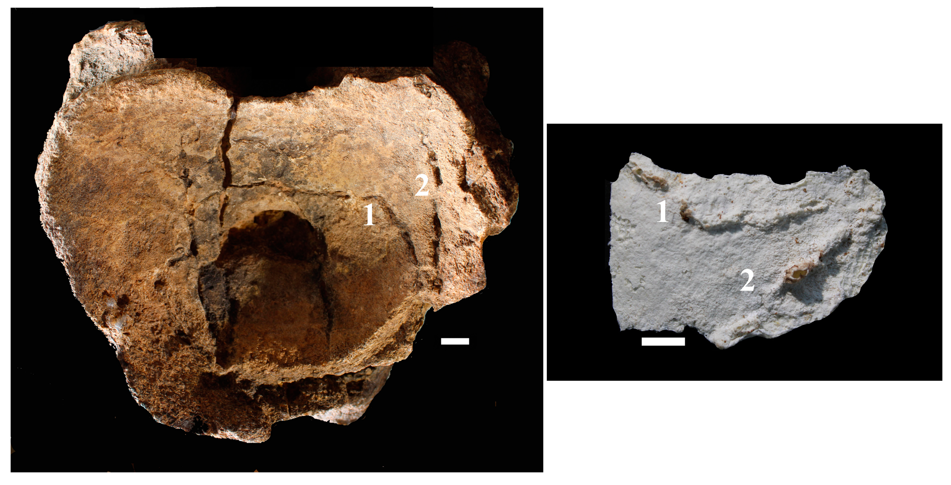 Fossstud 03 00002 g005