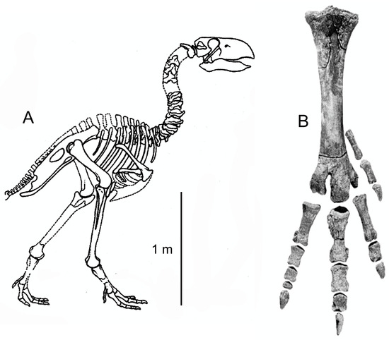Fossstud 03 00004 g016