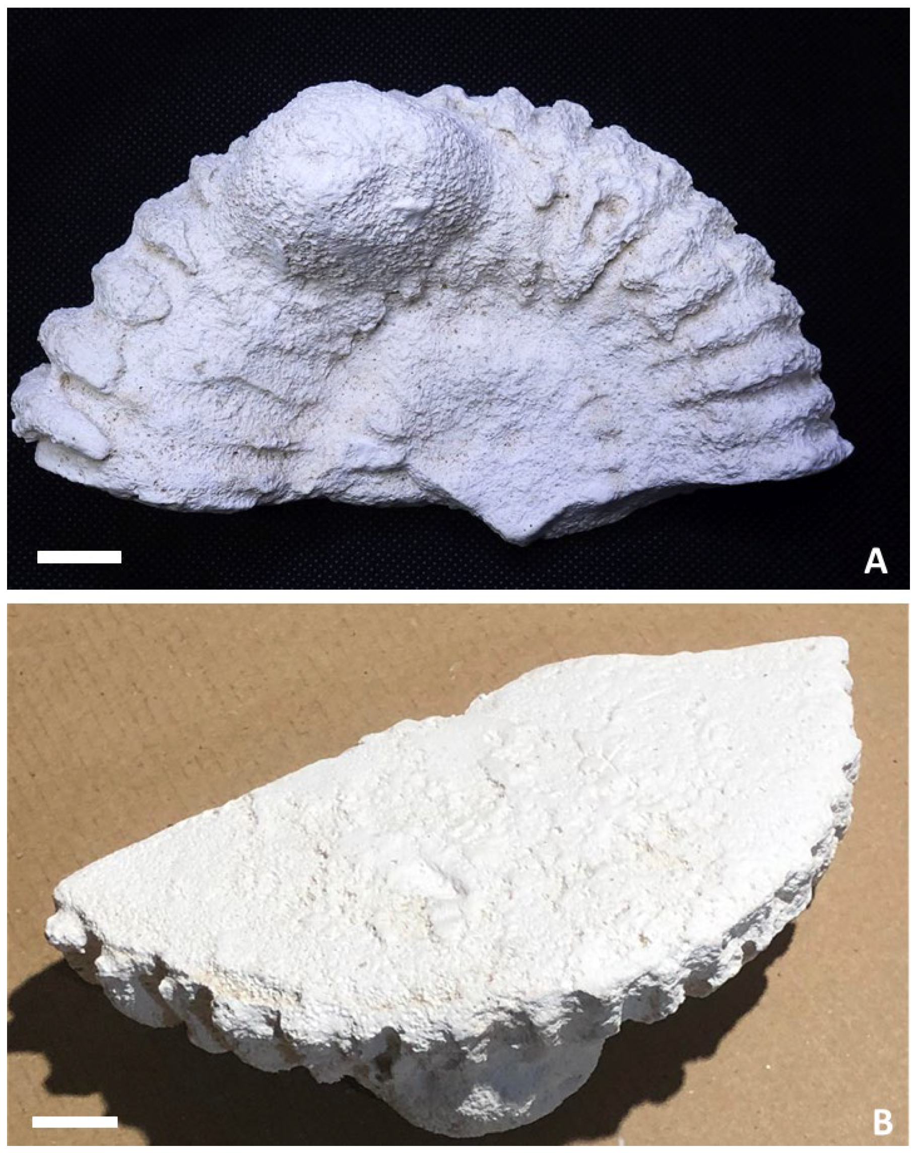 Fossstud 03 00008 g004