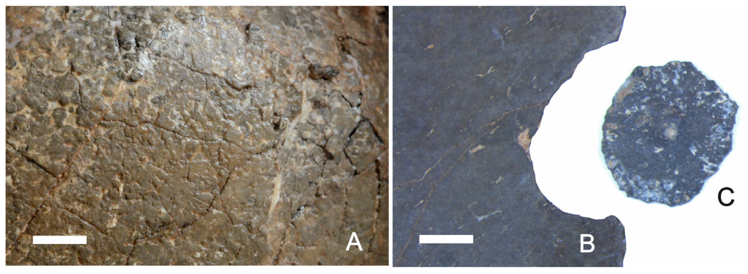 Fossstud 03 00013 g005 Fossstud 03 00013 g005