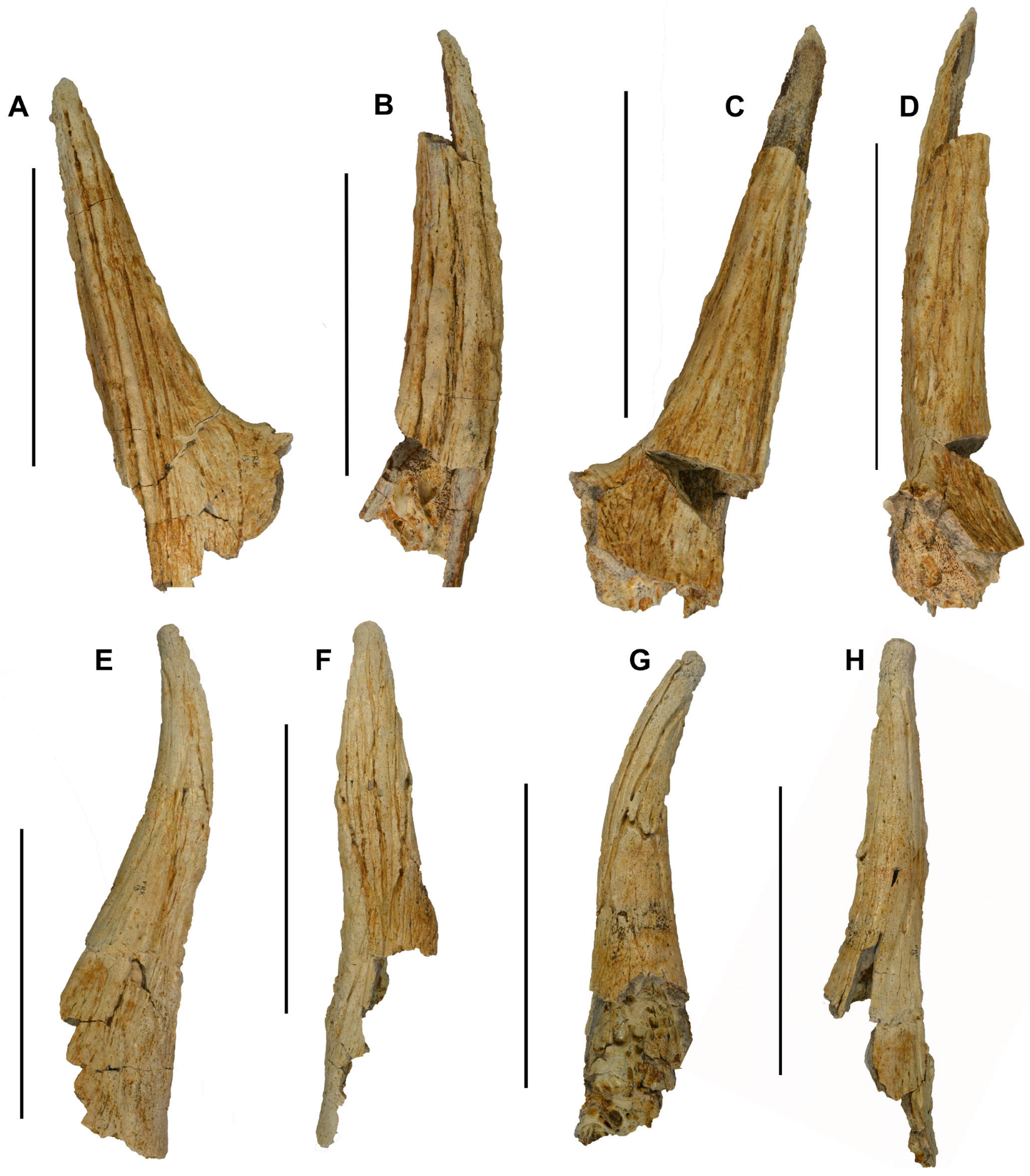 Fossstud 03 00017 g002 Fossstud 03 00017 g002
