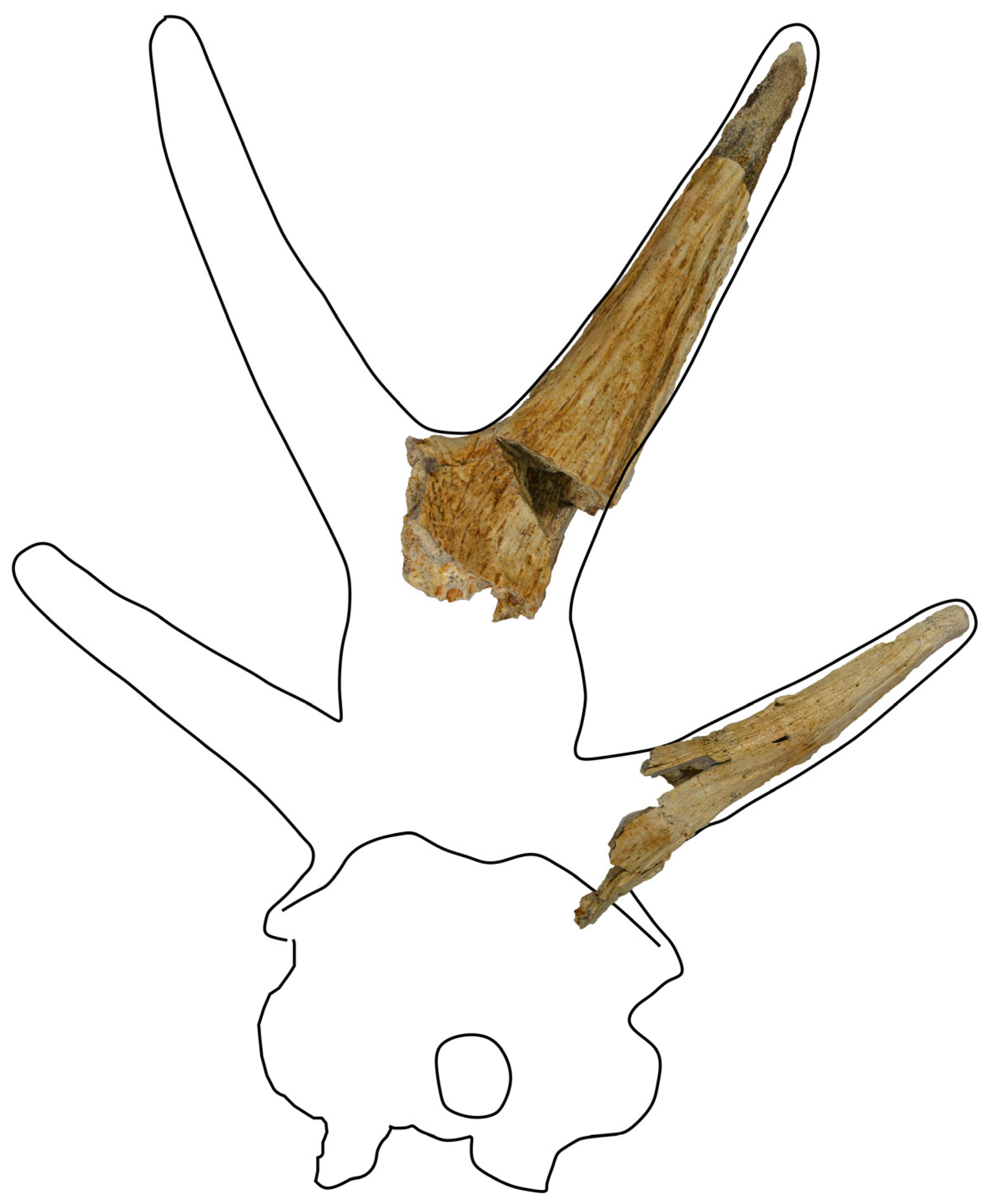 Fossstud 03 00017 g003 Fossstud 03 00017 g003