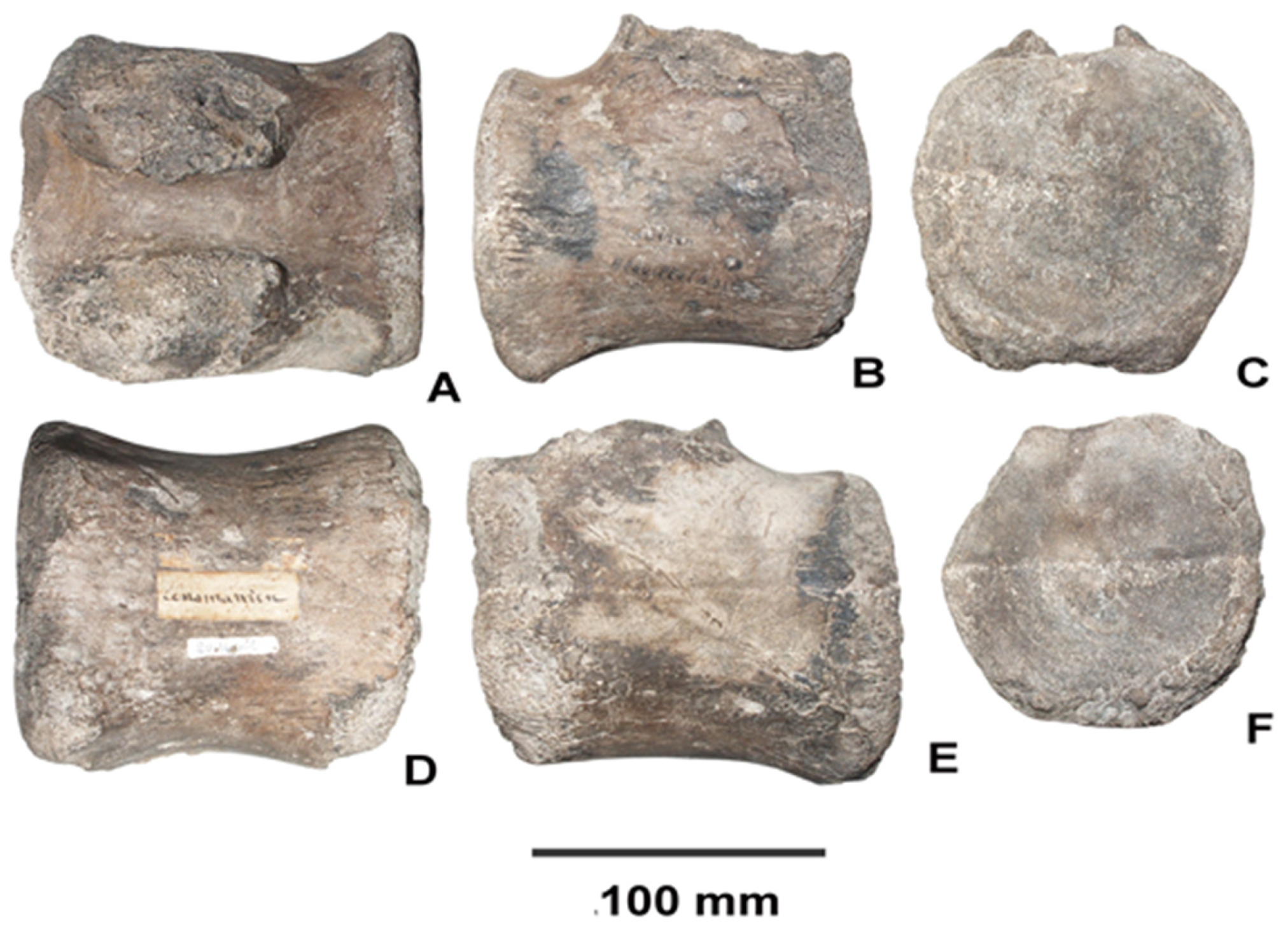 Fossstud 04 00005 g002