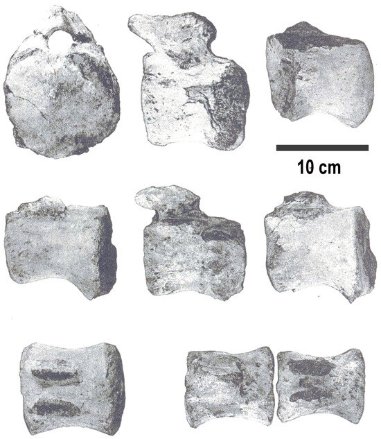 Fossstud 04 00005 g004