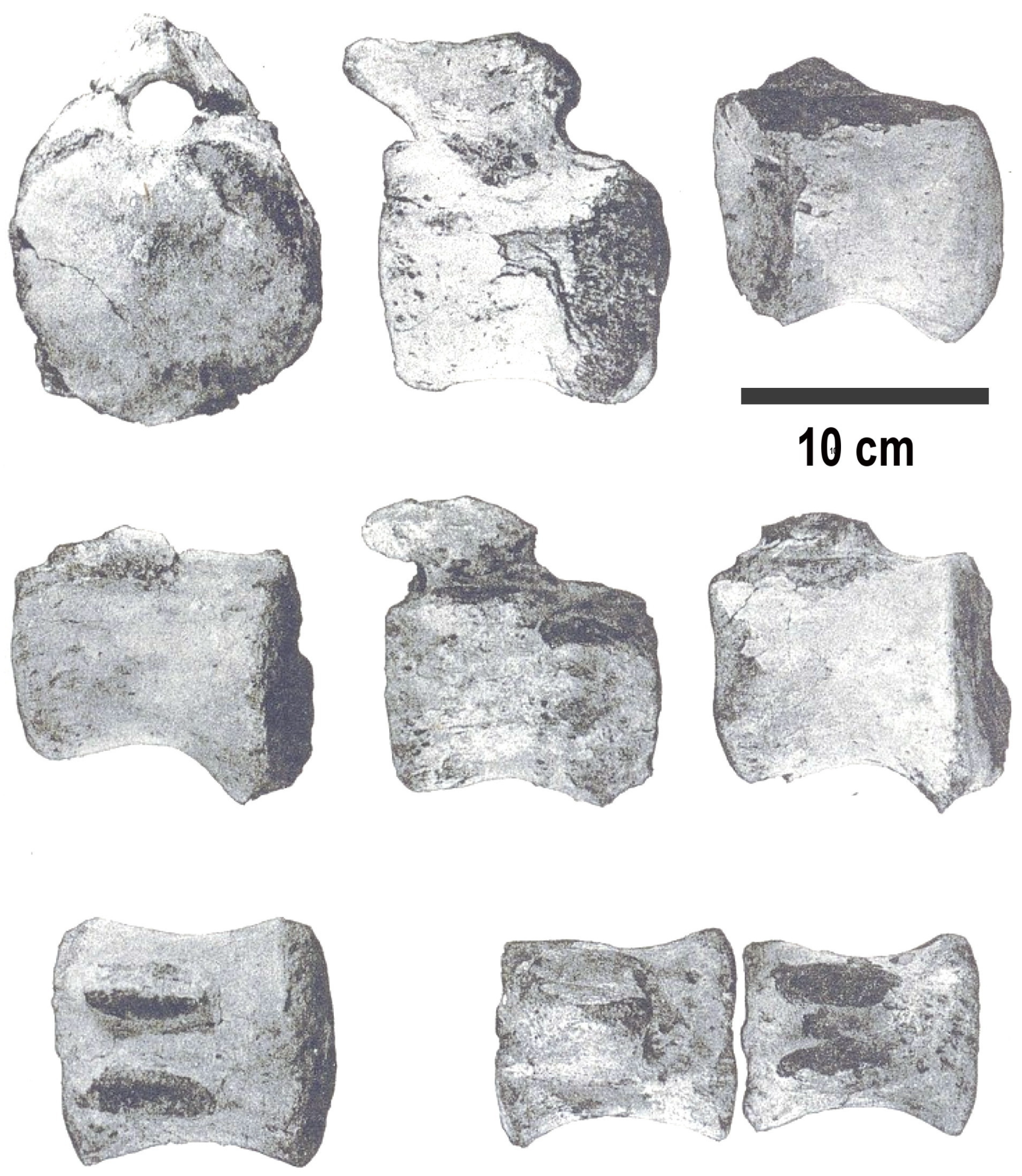 Fossstud 04 00005 g004