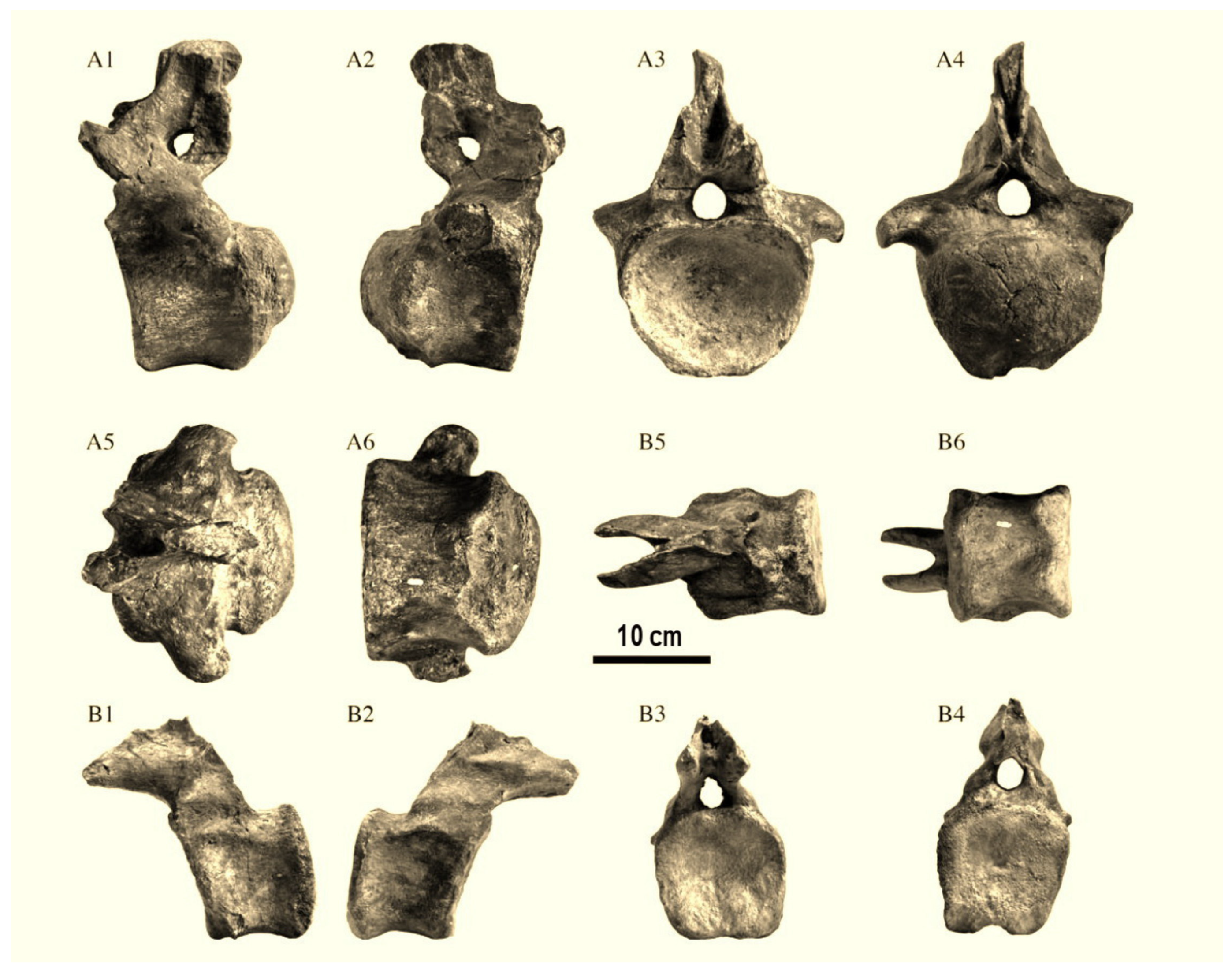 Fossstud 04 00005 g005