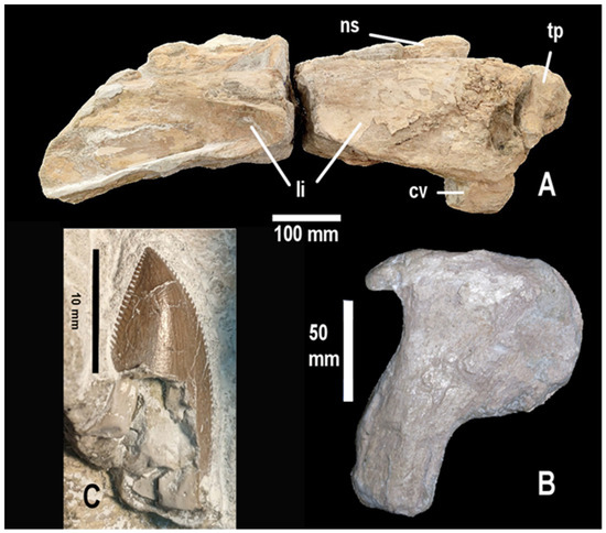 Fossstud 04 00005 g006
