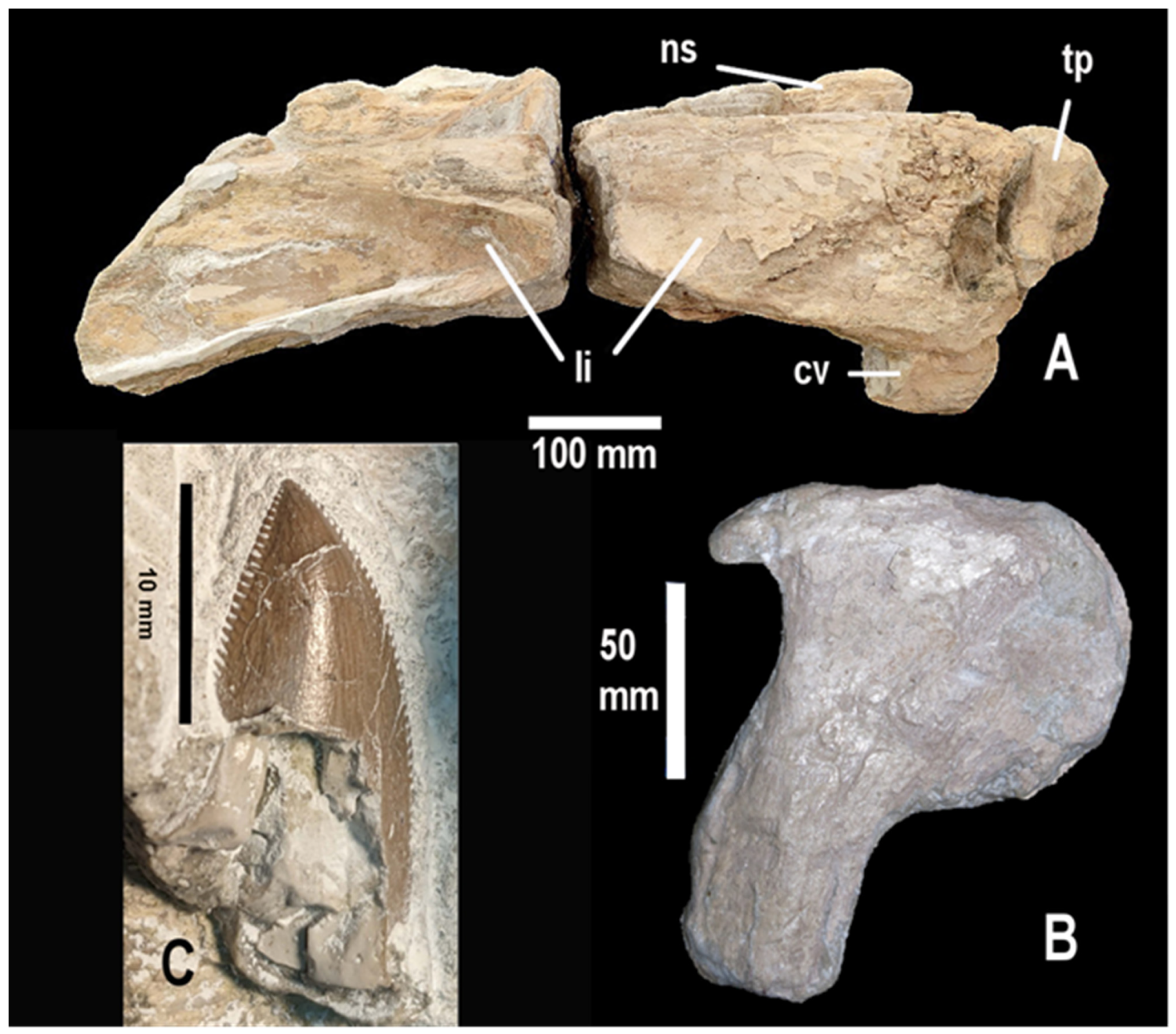 Fossstud 04 00005 g006