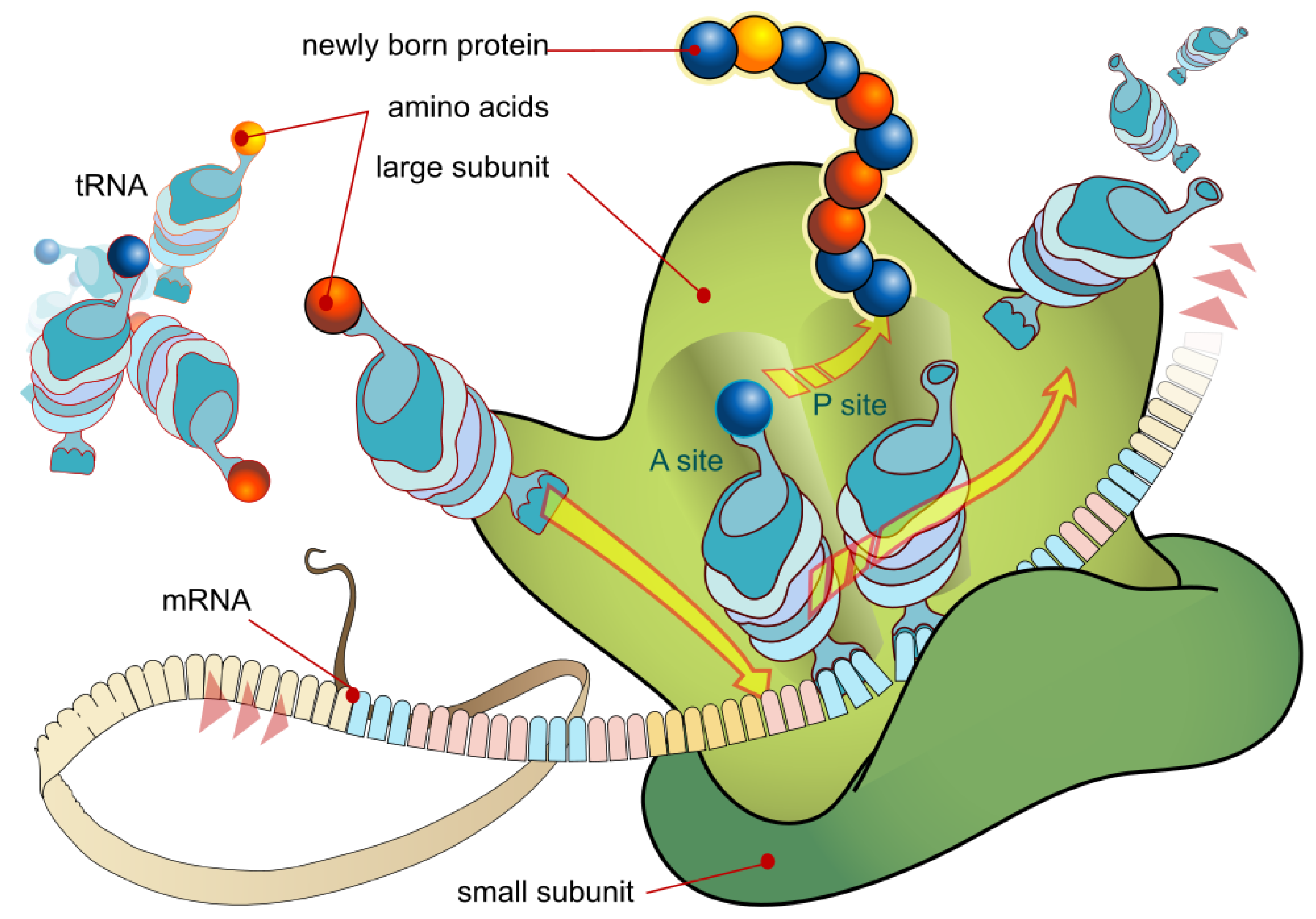 Foundations 02 00022 g004