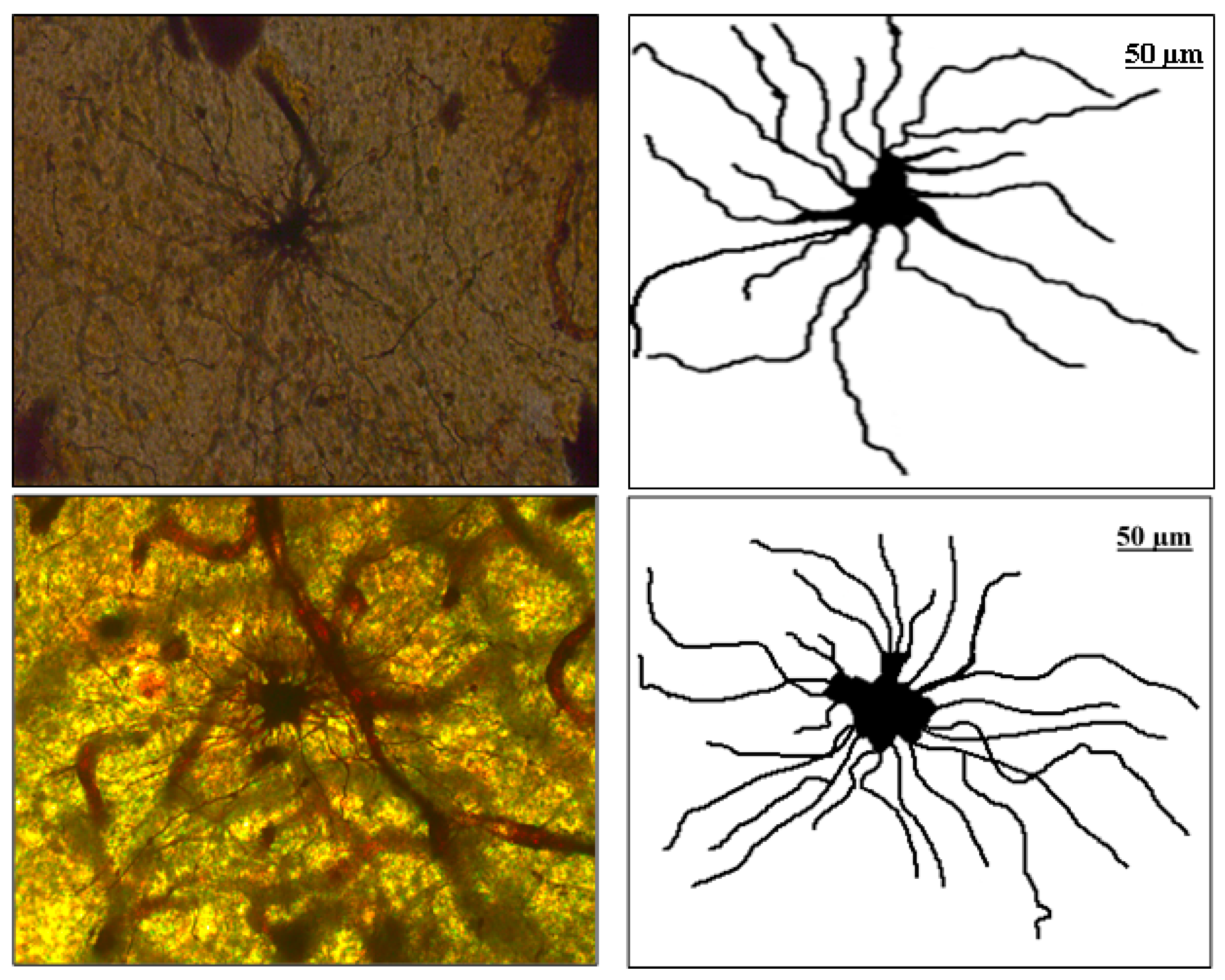 Fractalfract 07 00006 g001