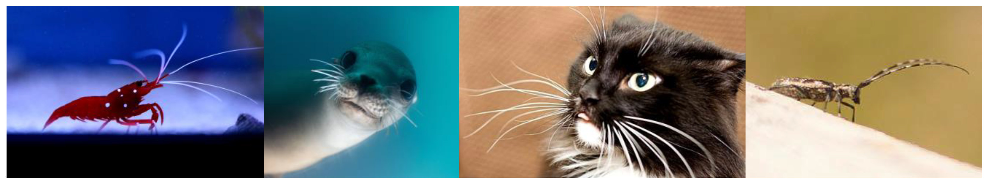 Fractalfract 07 00621 g001 Fractalfract 07 00621 g001