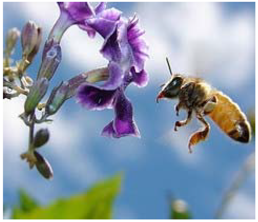 Futureinternet 02 00341 g004 1024