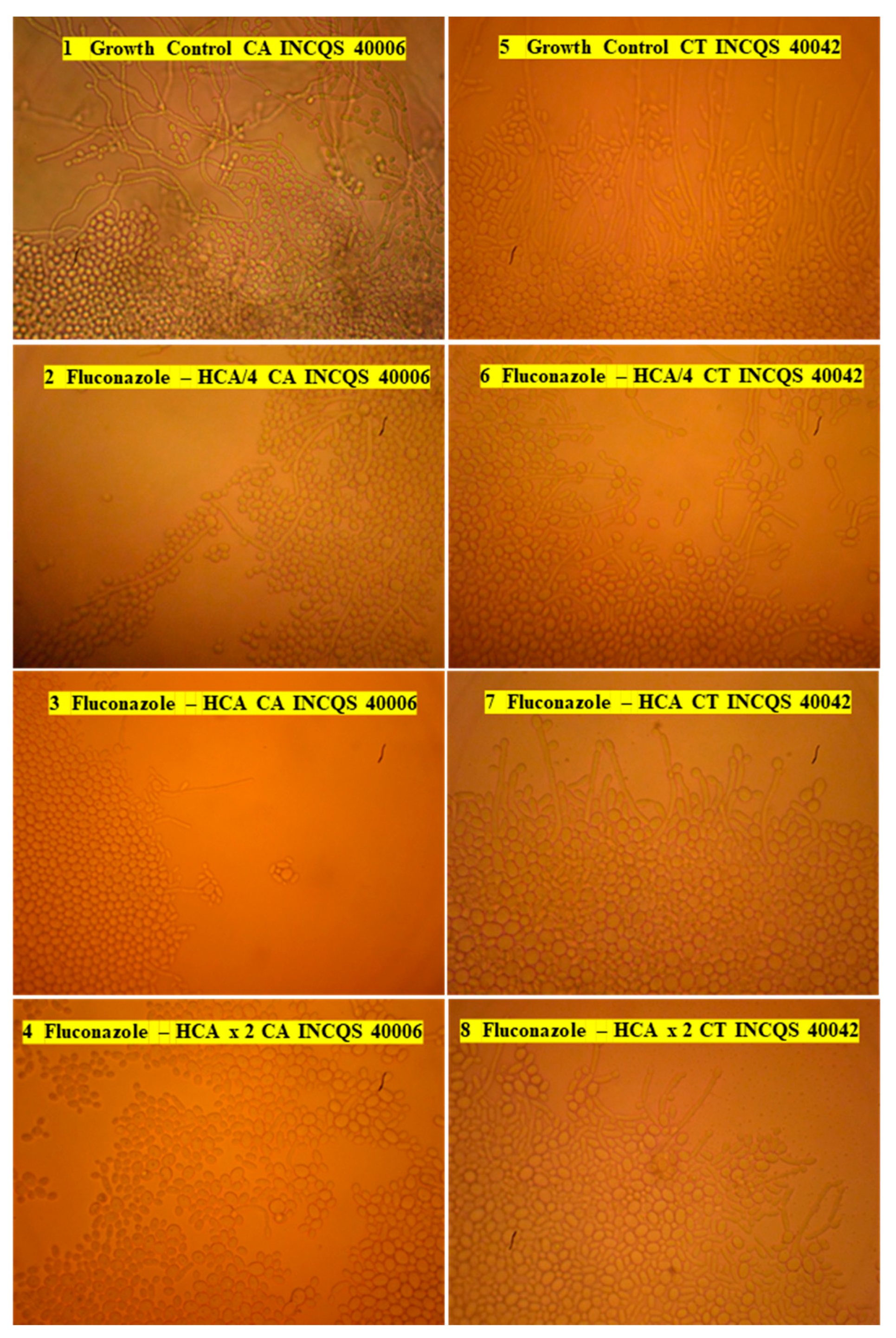 Futurepharmacol 02 00002 g004