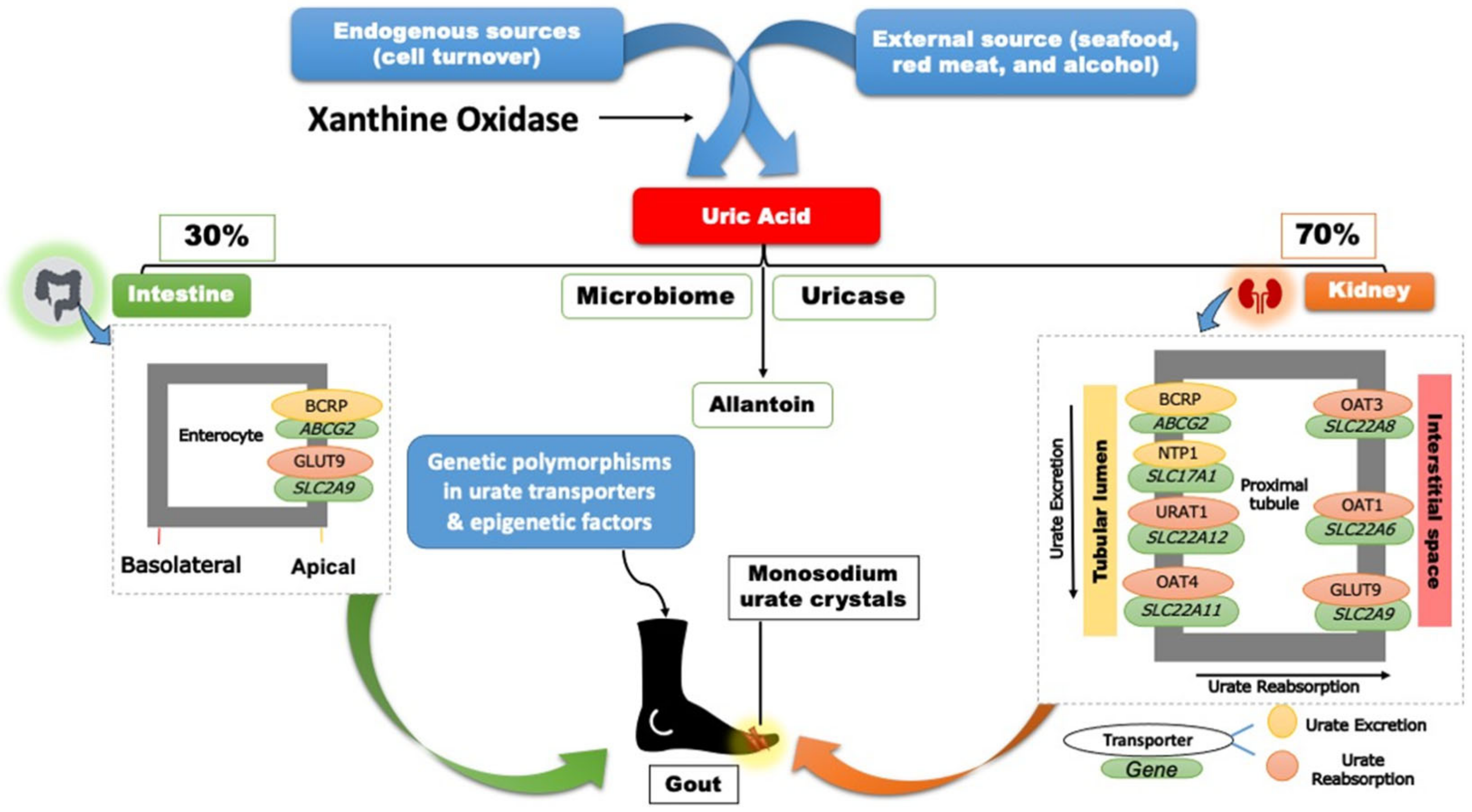 Futurepharmacol 02 00011 g001 Futurepharmacol 02 00011 g001