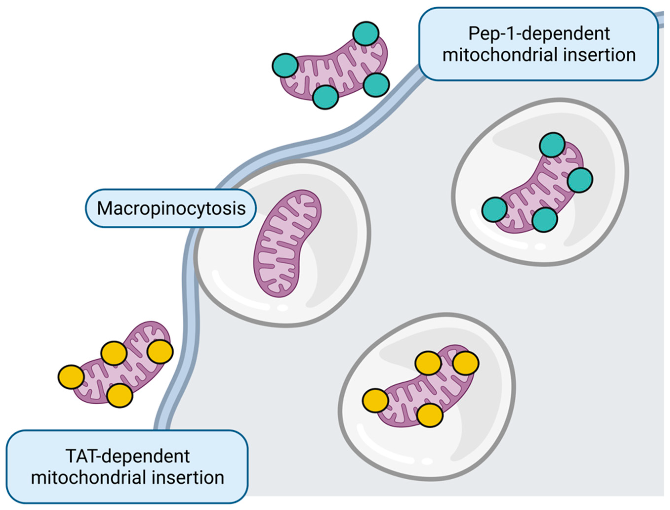 Futurepharmacol 02 00017 g005