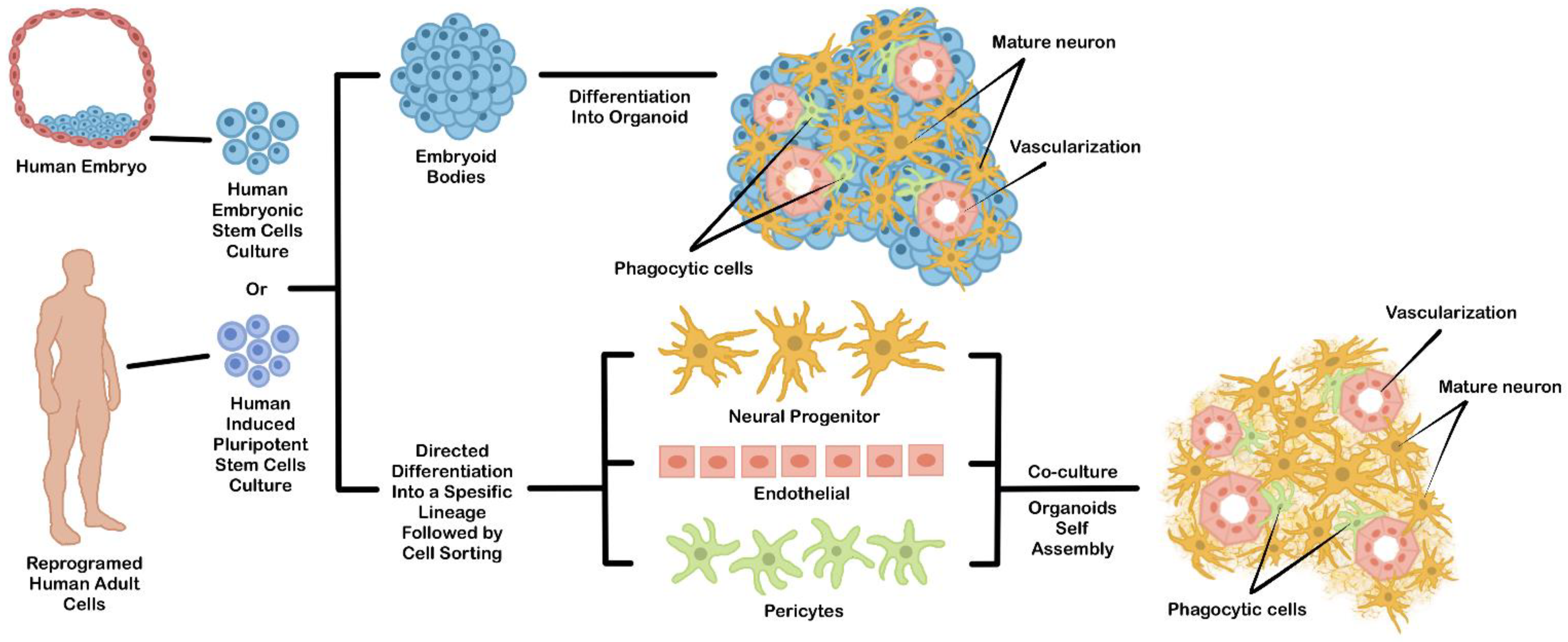 Futurepharmacol 02 00025 g001