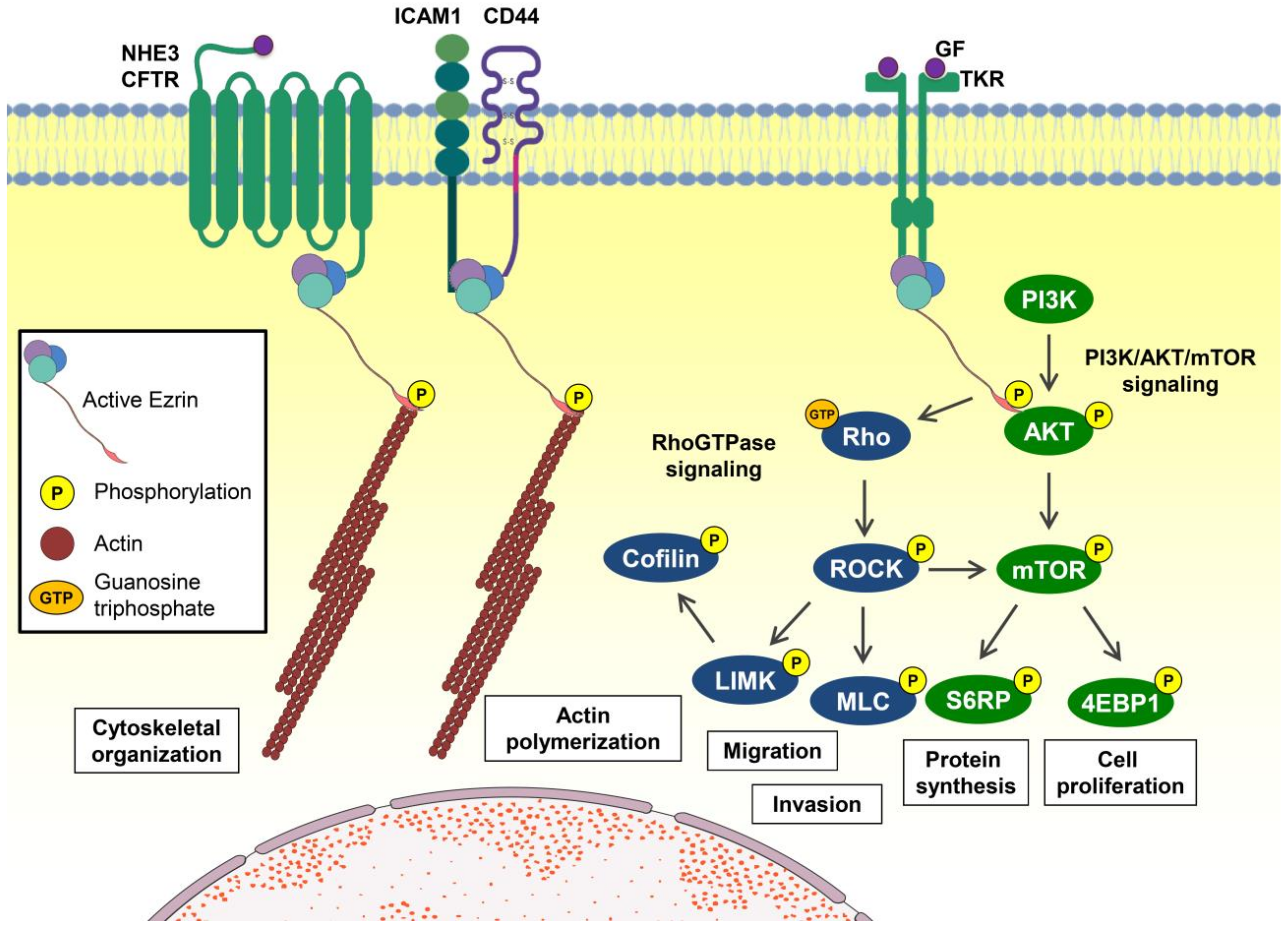 Futurepharmacol 03 00005 g001