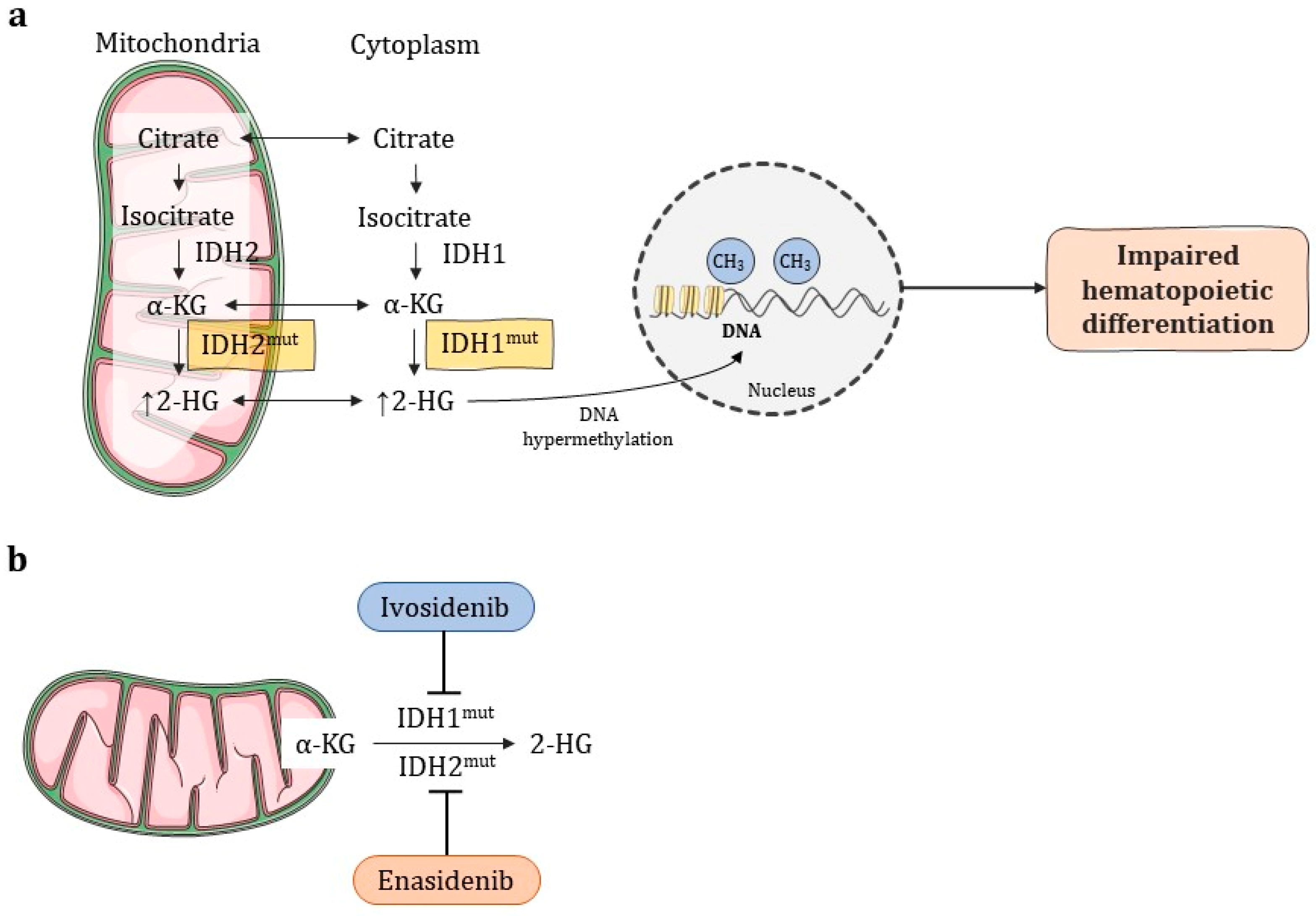 Futurepharmacol 03 00012 g008