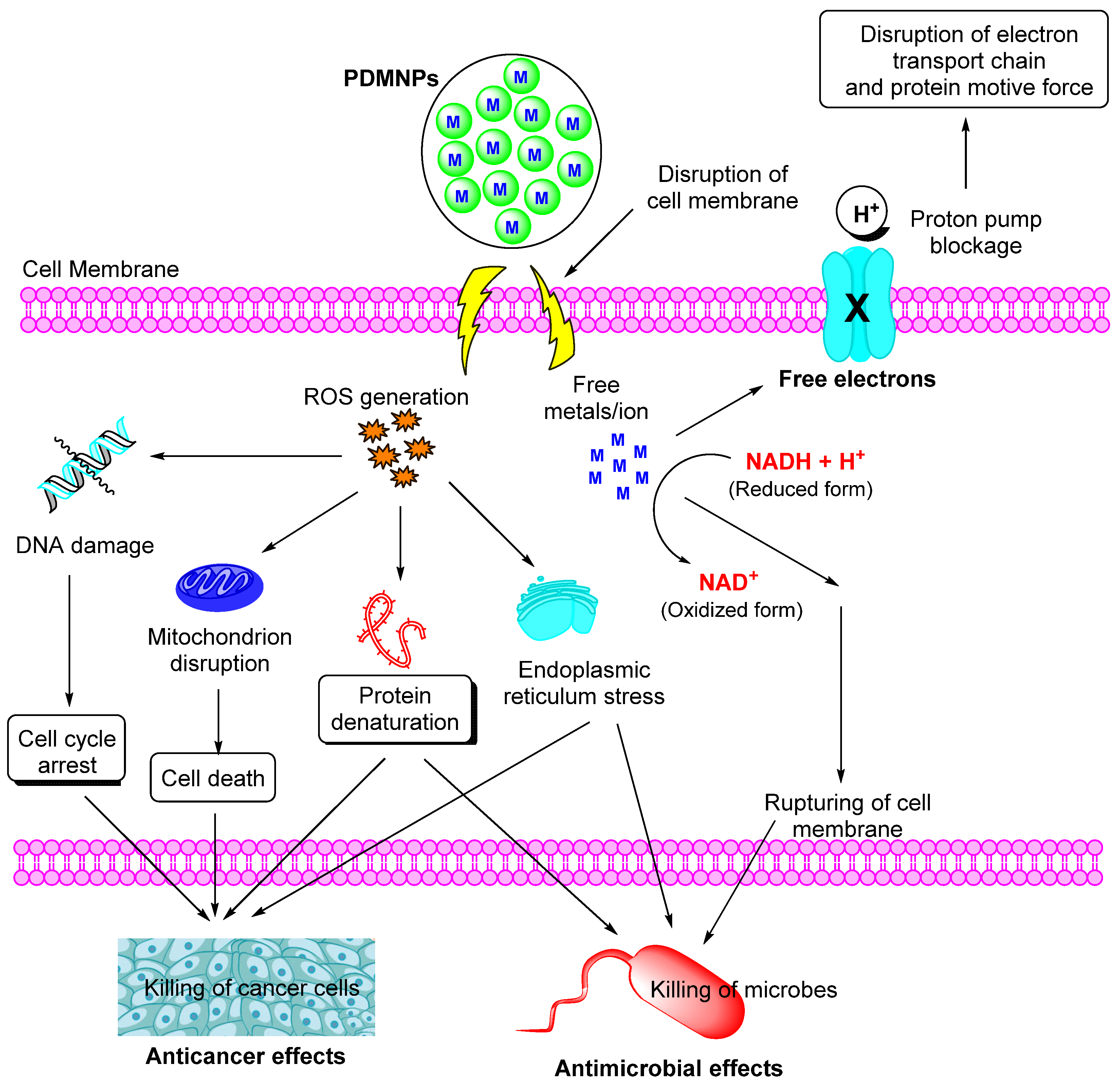 Futurepharmacol 03 00018 g005