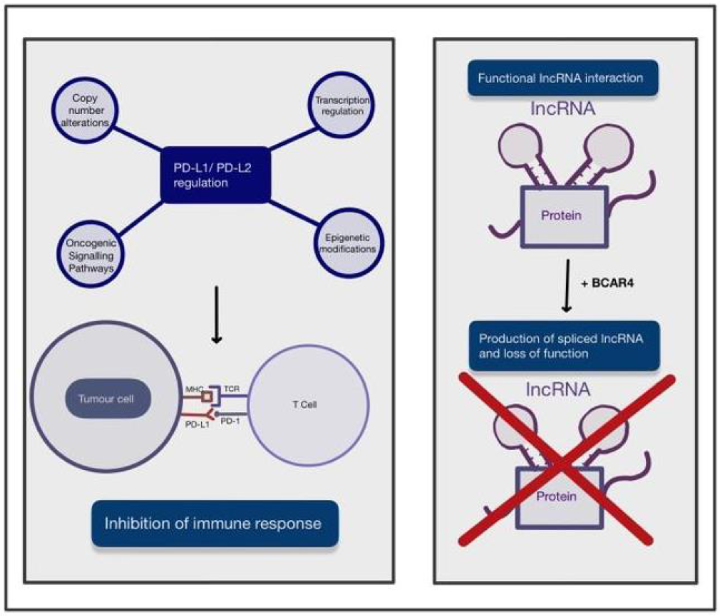 Futurepharmacol 03 00031 g002