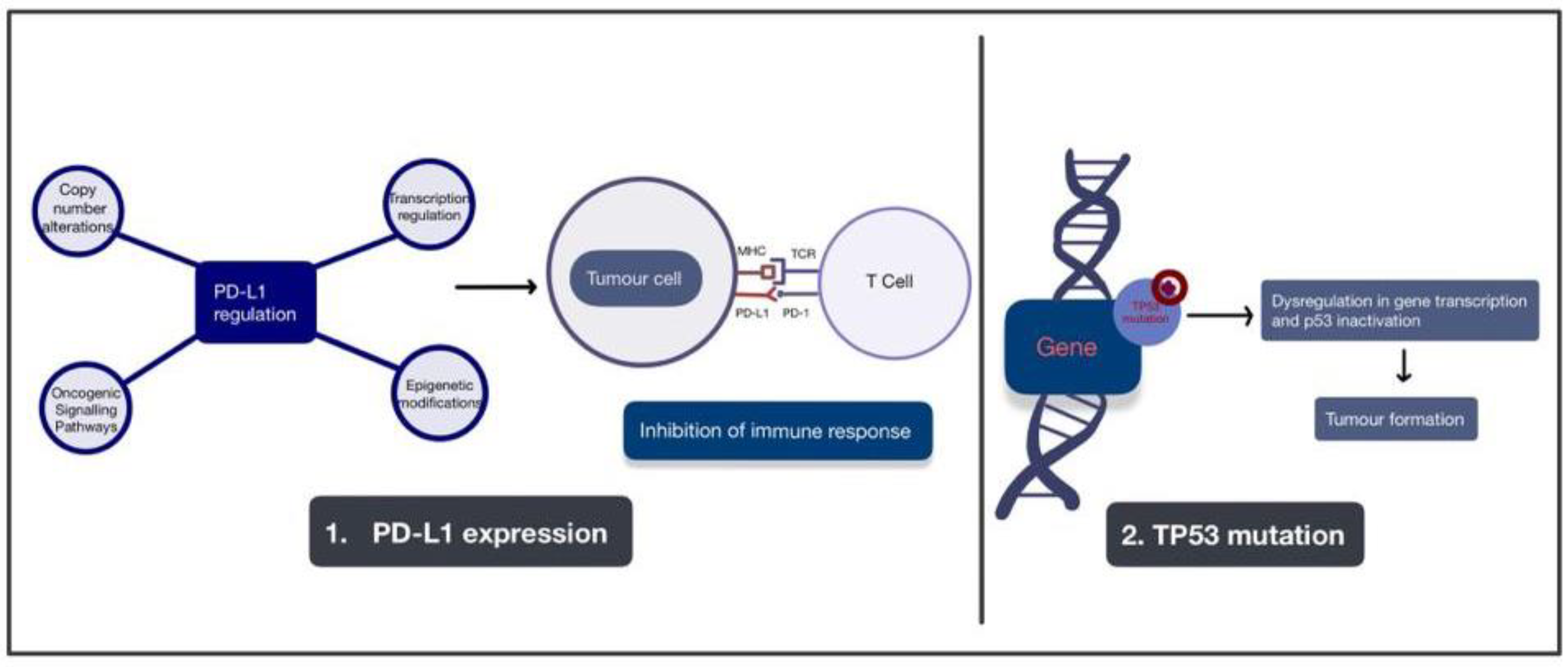 Futurepharmacol 03 00031 g003