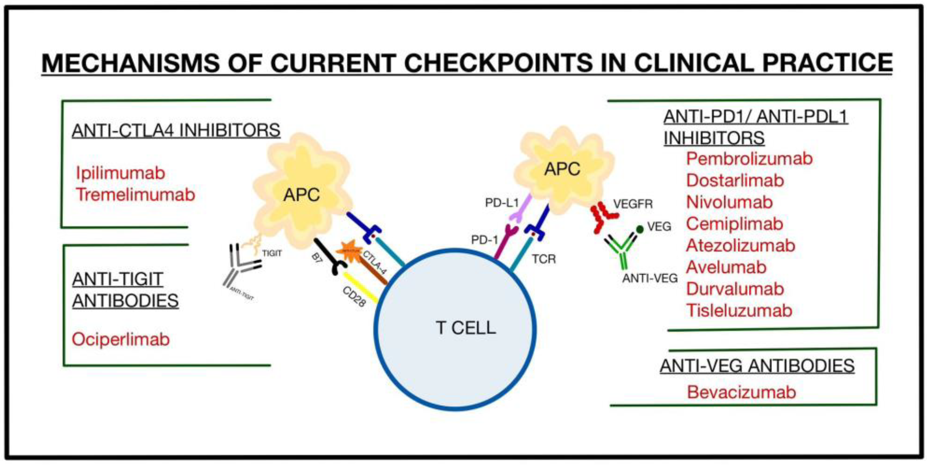 Futurepharmacol 03 00031 g004