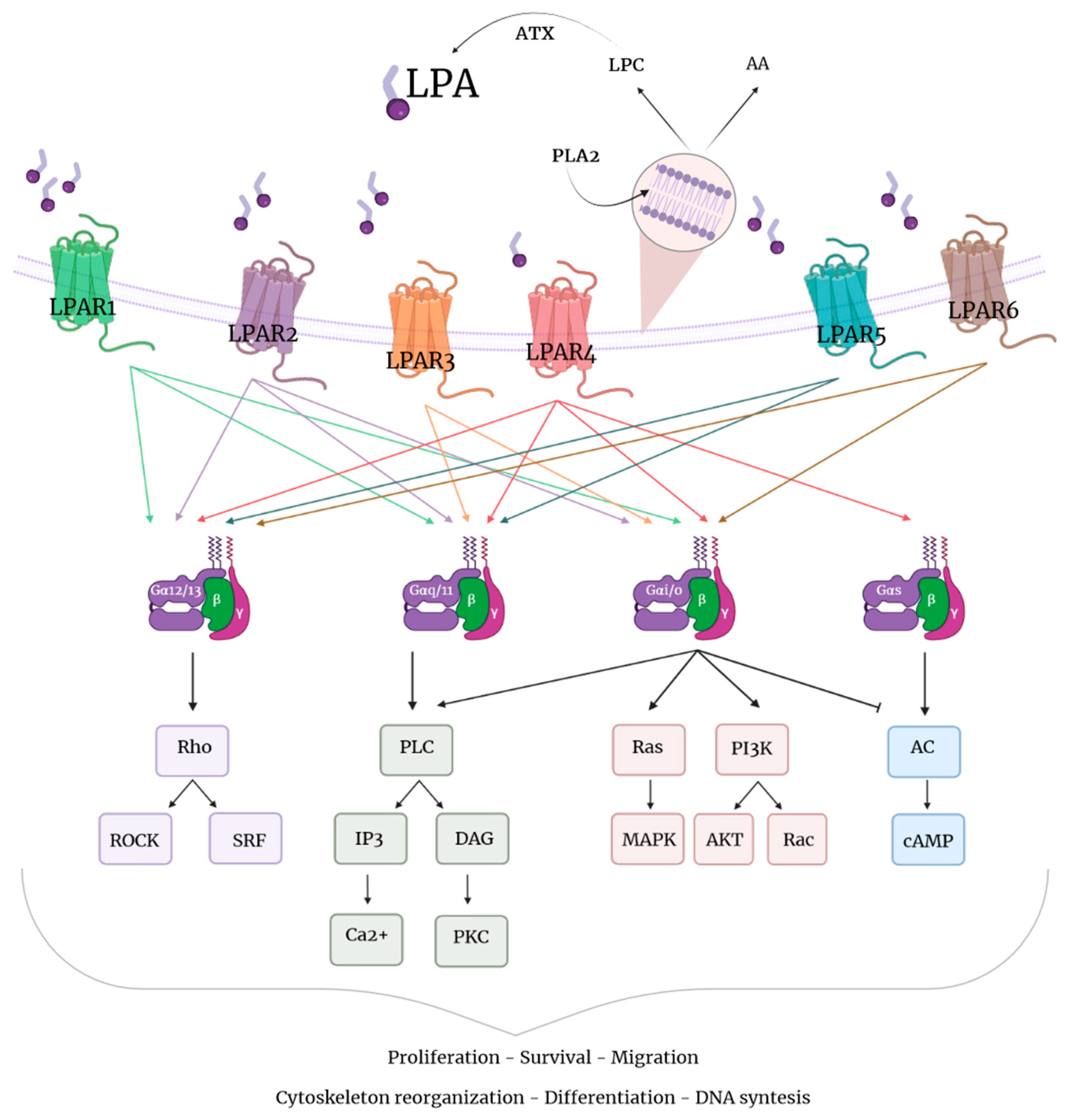 Futurepharmacol 04 00014 g001 Futurepharmacol 04 00014 g001
