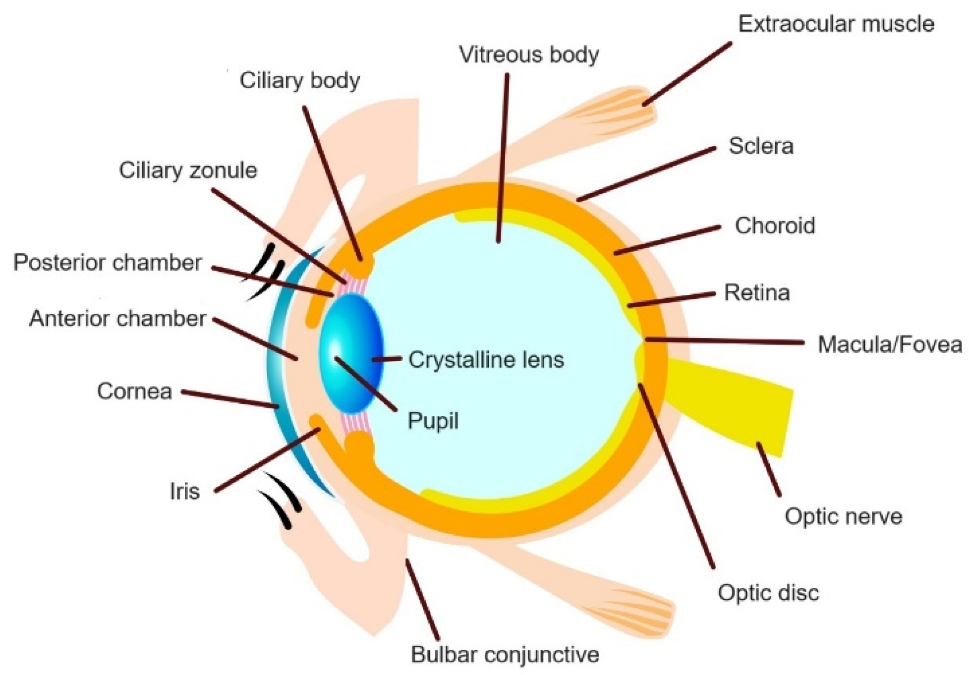 Futurepharmacol 04 00019 g001