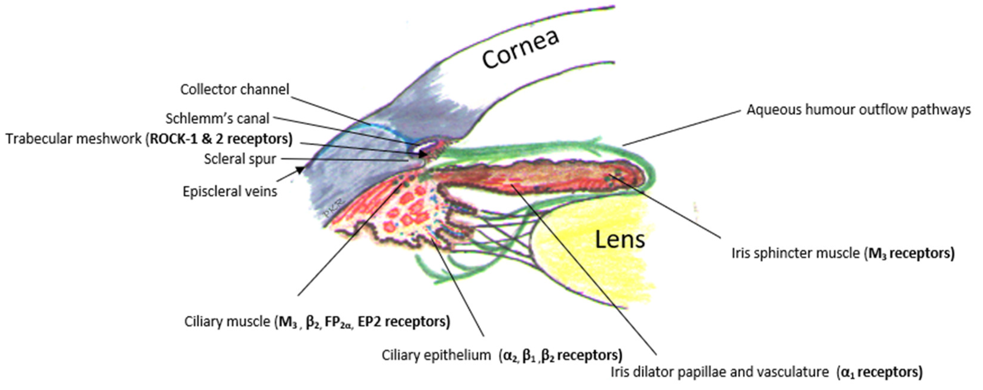 Futurepharmacol 04 00022 g003