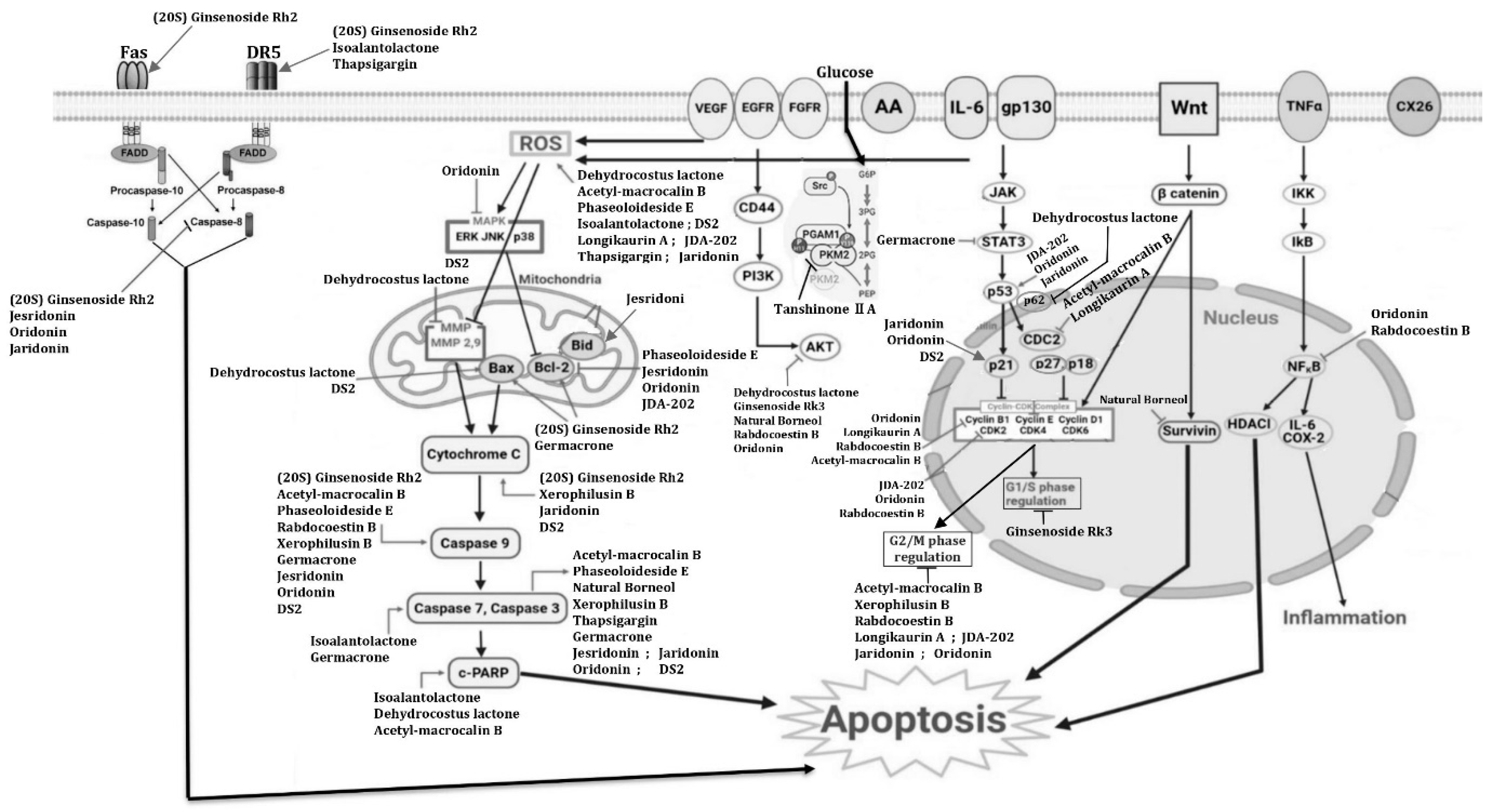 Futurepharmacol 05 00021 g002