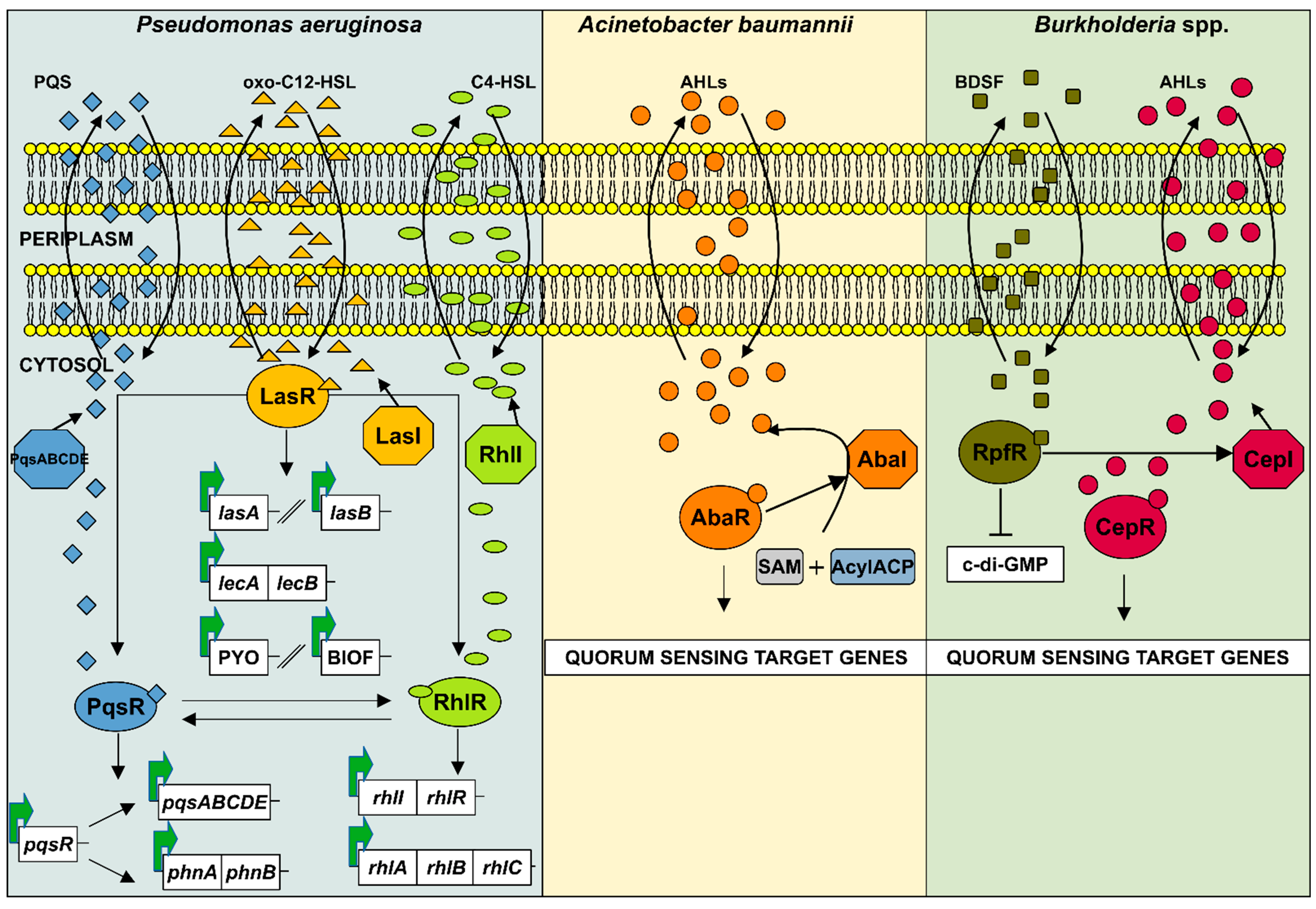 Futurepharmacol 05 00035 g002