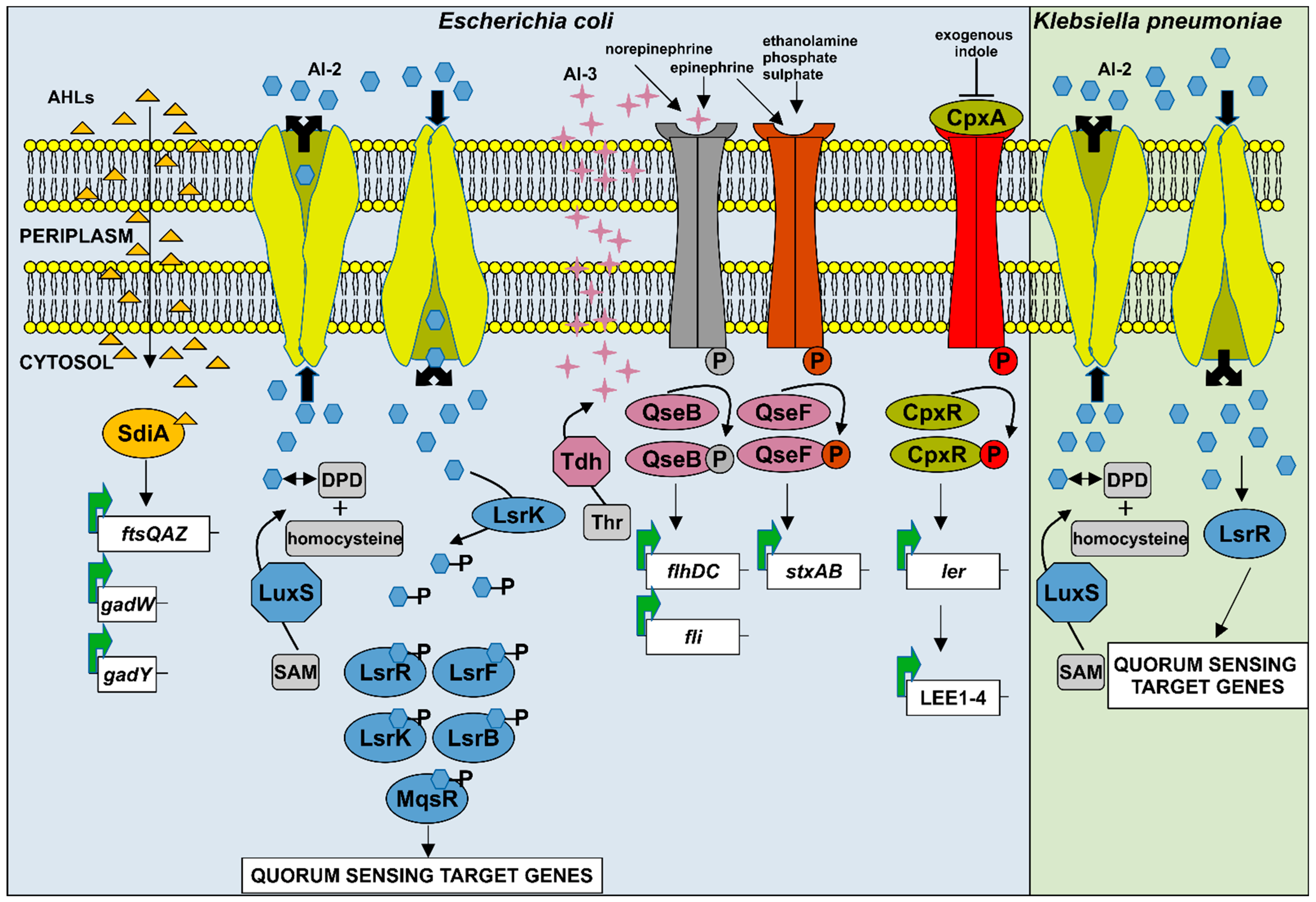 Futurepharmacol 05 00035 g003