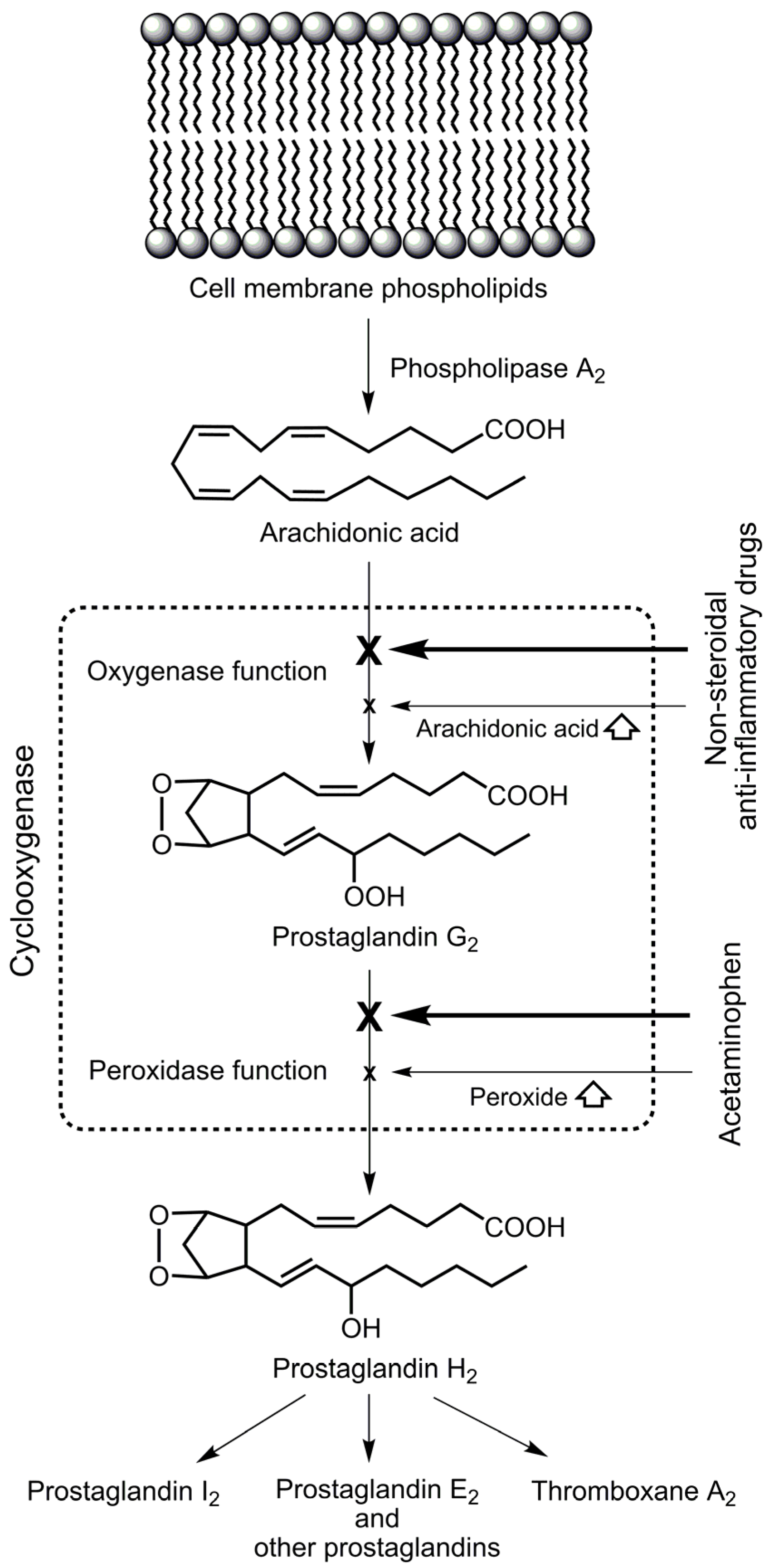 Futurepharmacol 05 00040 g002 Futurepharmacol 05 00040 g002