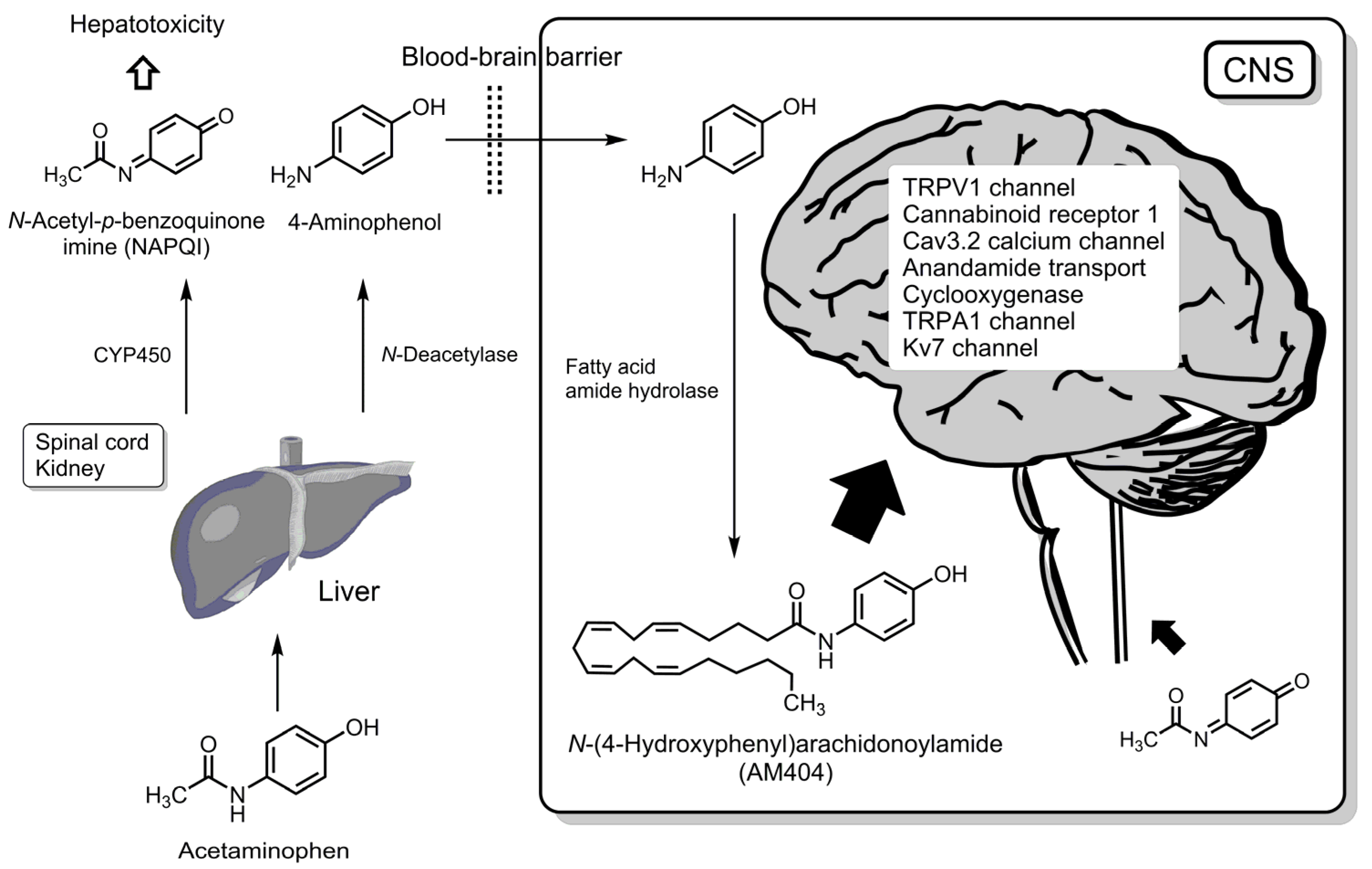 Futurepharmacol 05 00040 g006 Futurepharmacol 05 00040 g006