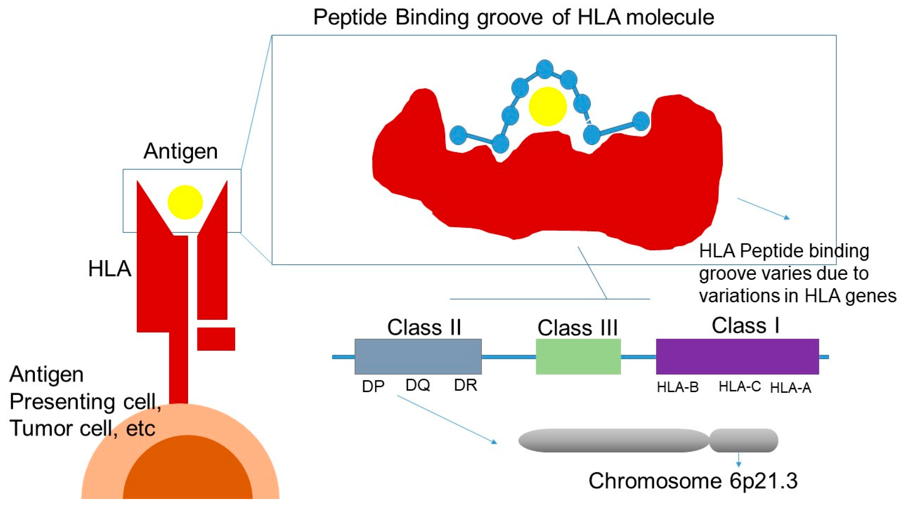 Futurepharmacol 05 00043 g003