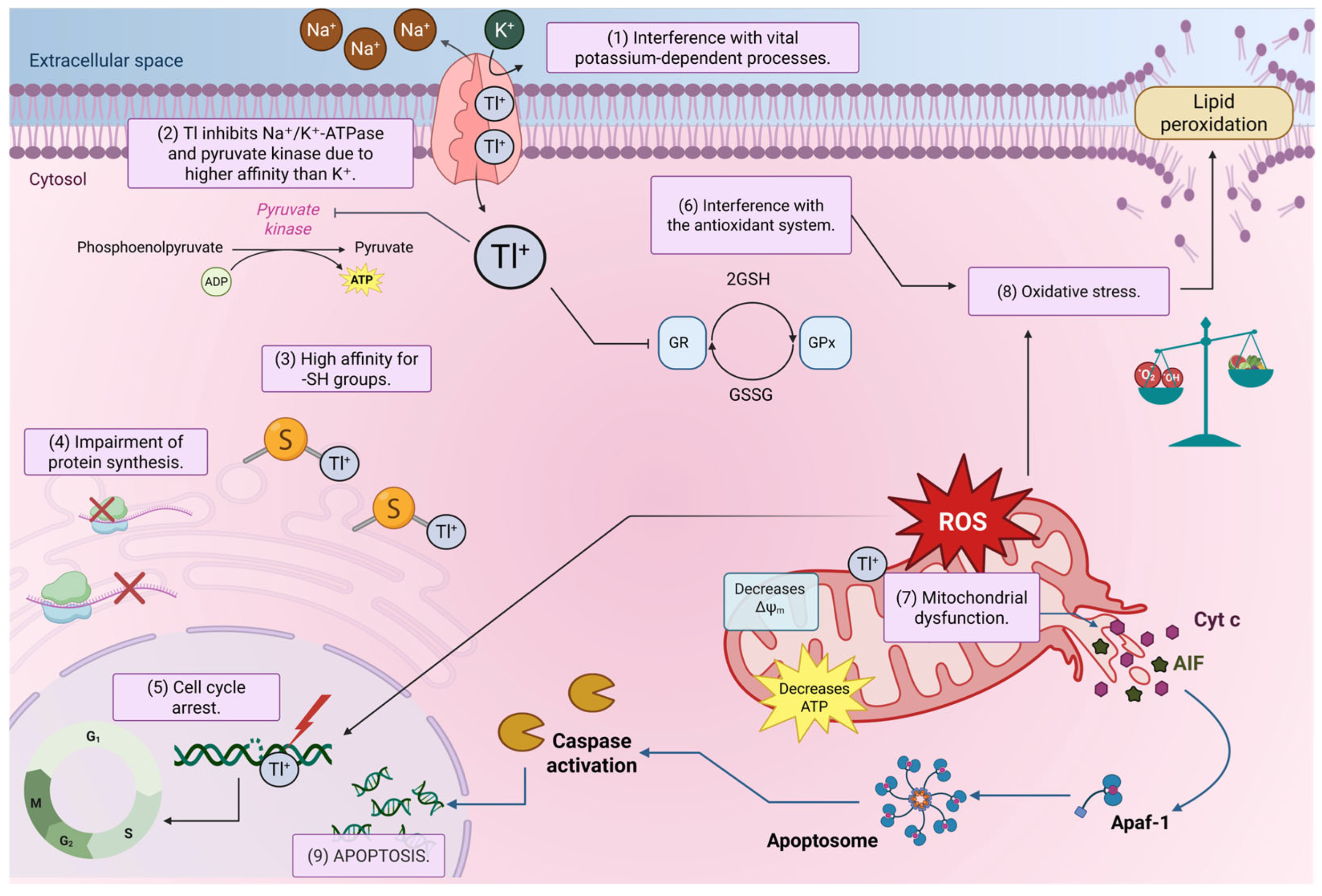 Futurepharmacol 05 00049 g002