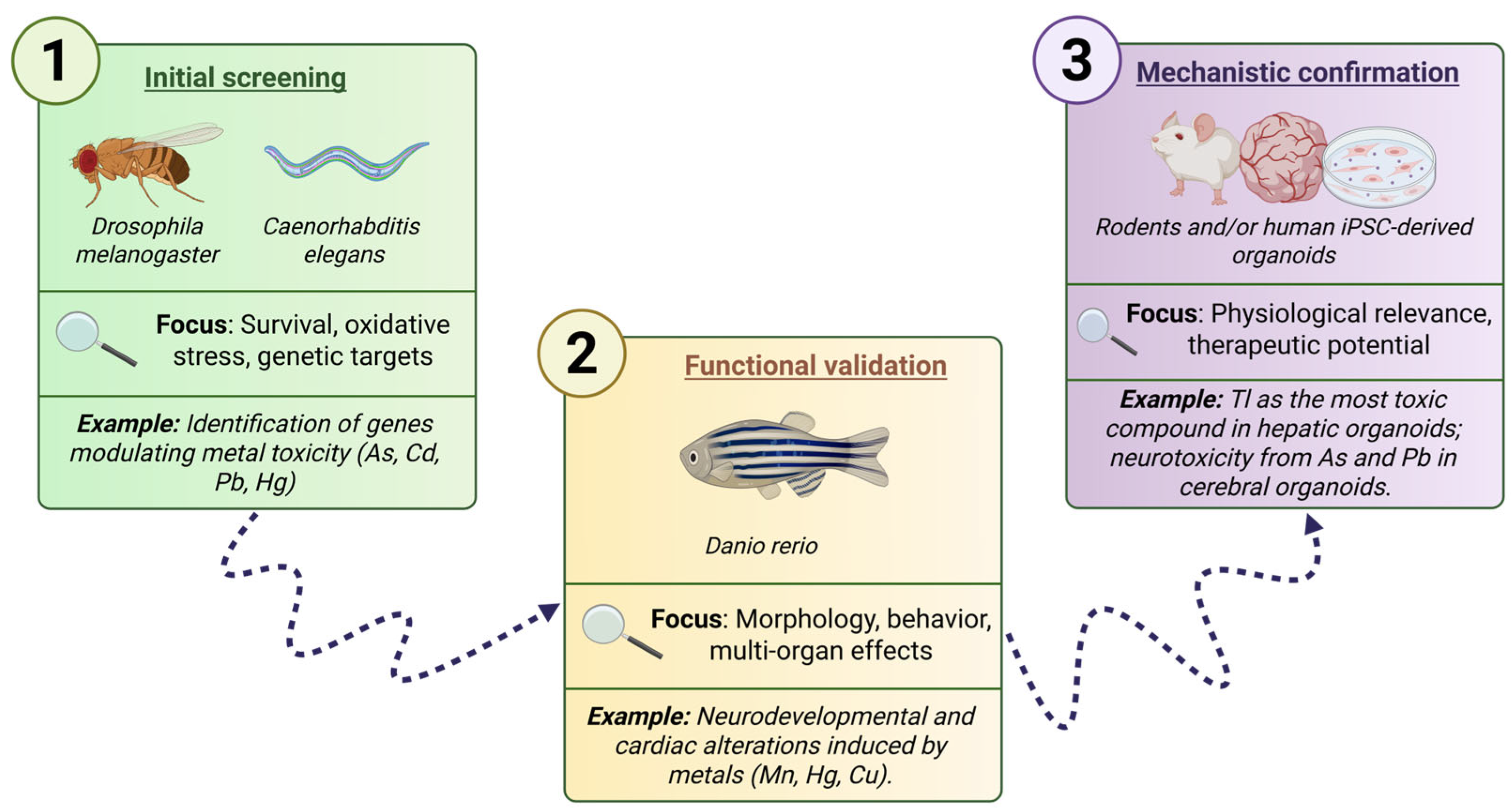 Futurepharmacol 05 00049 g004