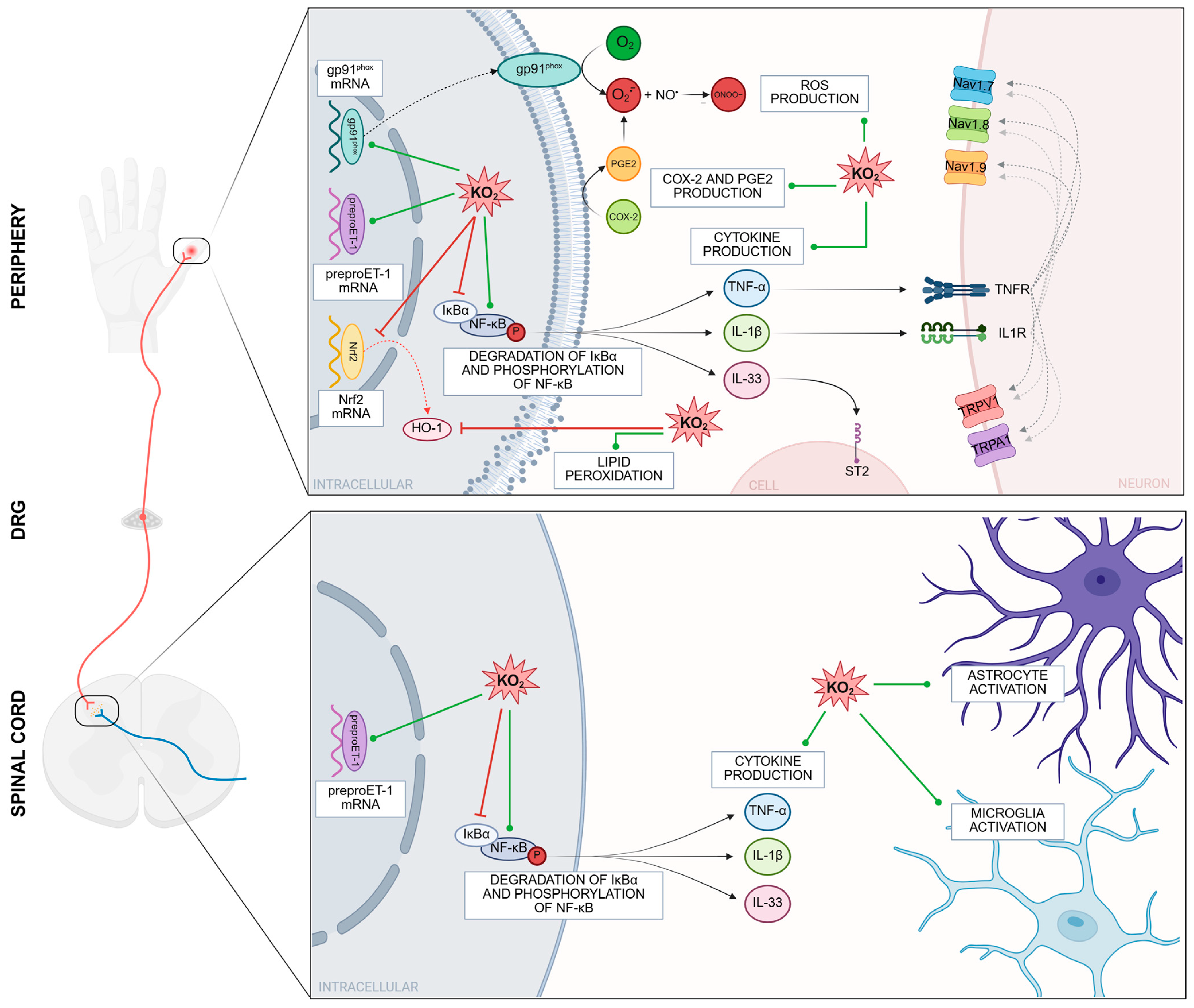 Futurepharmacol 05 00060 g004 Futurepharmacol 05 00060 g004