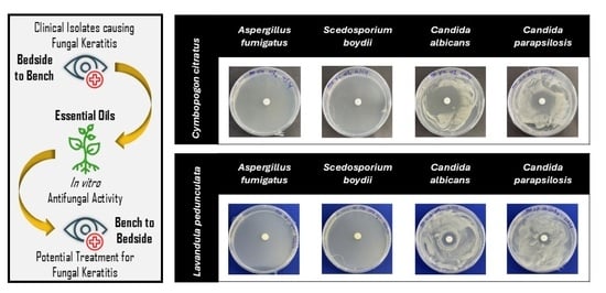 Antifungal activity of Cymbopogon citratus EO and Lavandula pedunculata EO at concentrations of 25%, 50%, 75%, and 100% against selected FK pathogens after 3, 5, and 7 days of incubation. (A) Representative images of solid-phase disk diffusion in vitro assay showing the effect of the EOs on mycelial growth. (B) Inhibition zone diameter (in mm) values. Data are presented as the mean ± SD of three independent experiments. Statistical analysis was performed to compare mean values using an independent t-test at p < 0.05. Cymbopogon citratus EO versus Lavandula pedunculata EO: * p < 0.05; ** p < 0.01; *** p < 0.001.