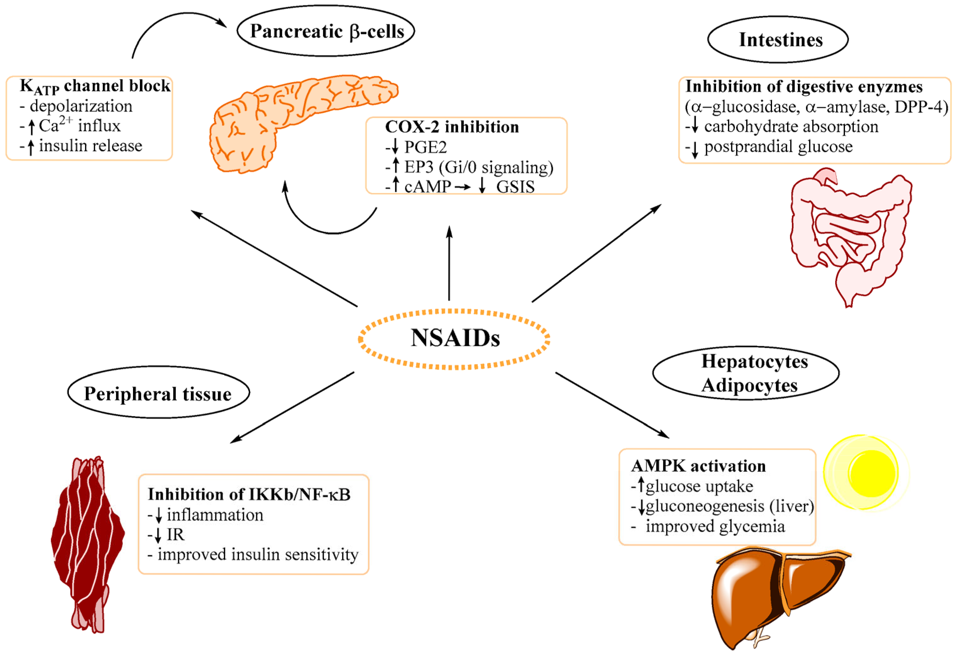 Futurepharmacol 06 00002 g001