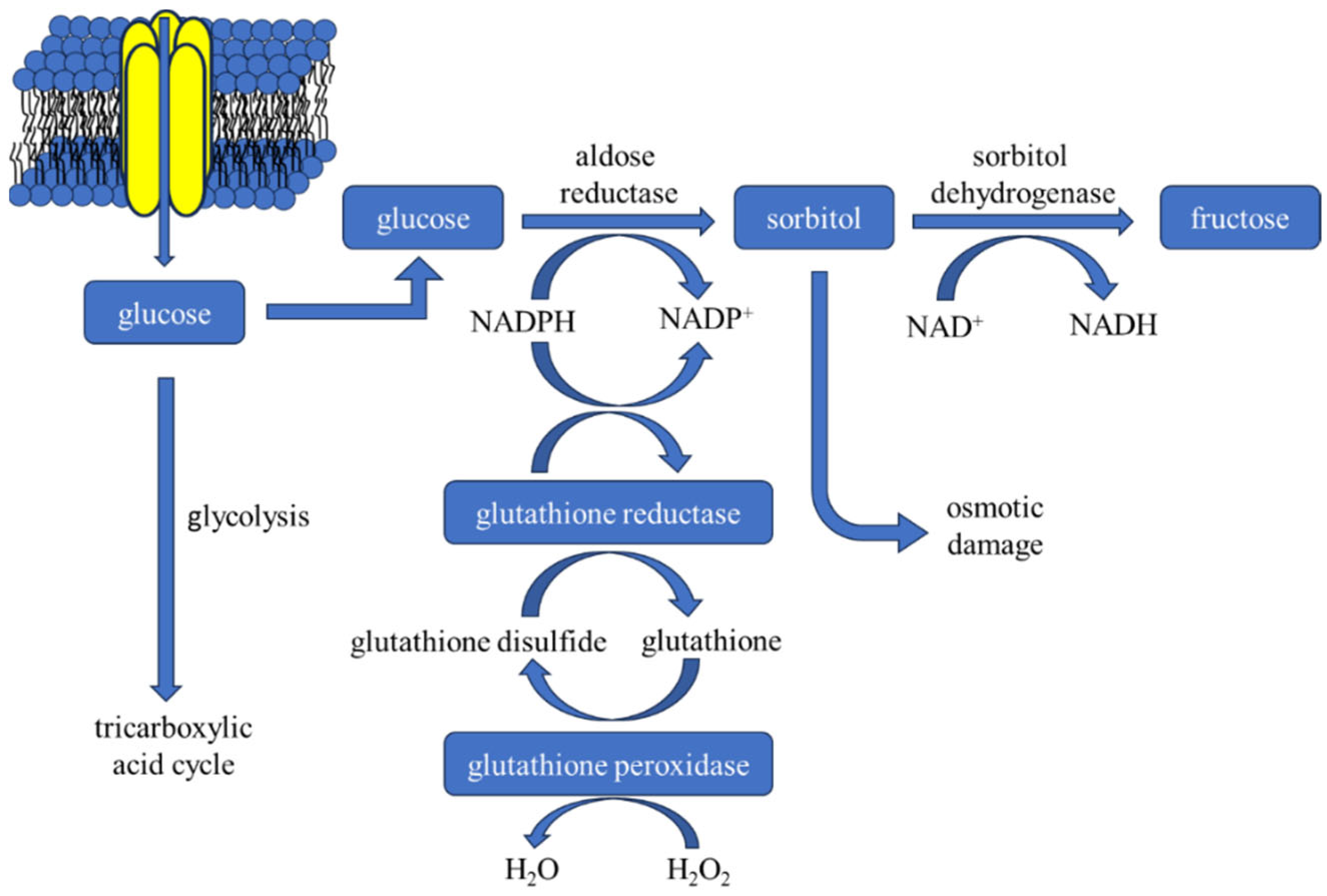 Futurepharmacol 06 00002 g003