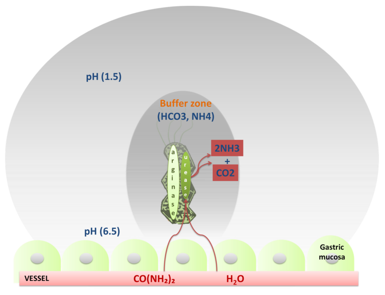 Gastroent 12 00011 g004 Gastroent 12 00011 g004
