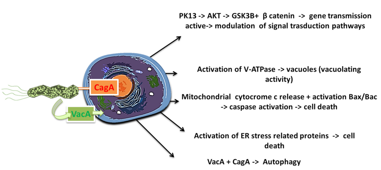 Gastroent 12 00011 g006 Gastroent 12 00011 g006