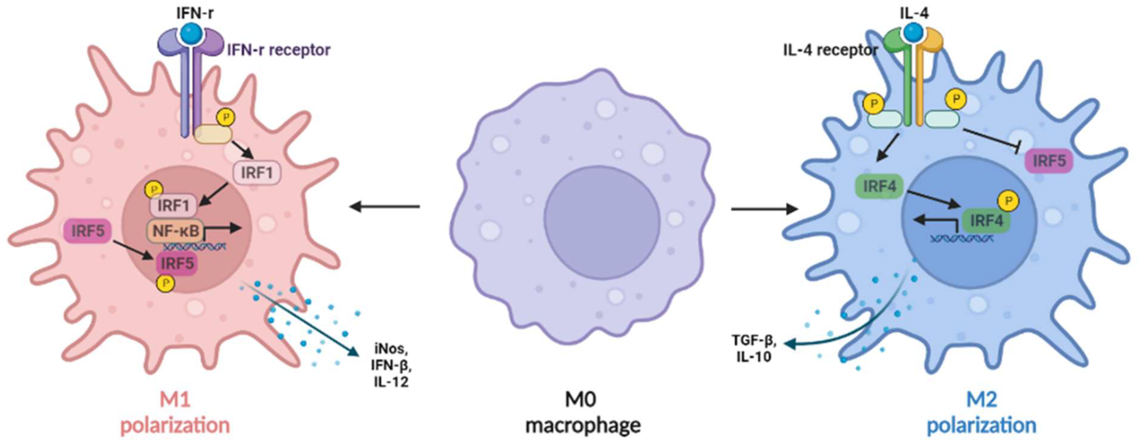 Gastroent 13 00016 g002