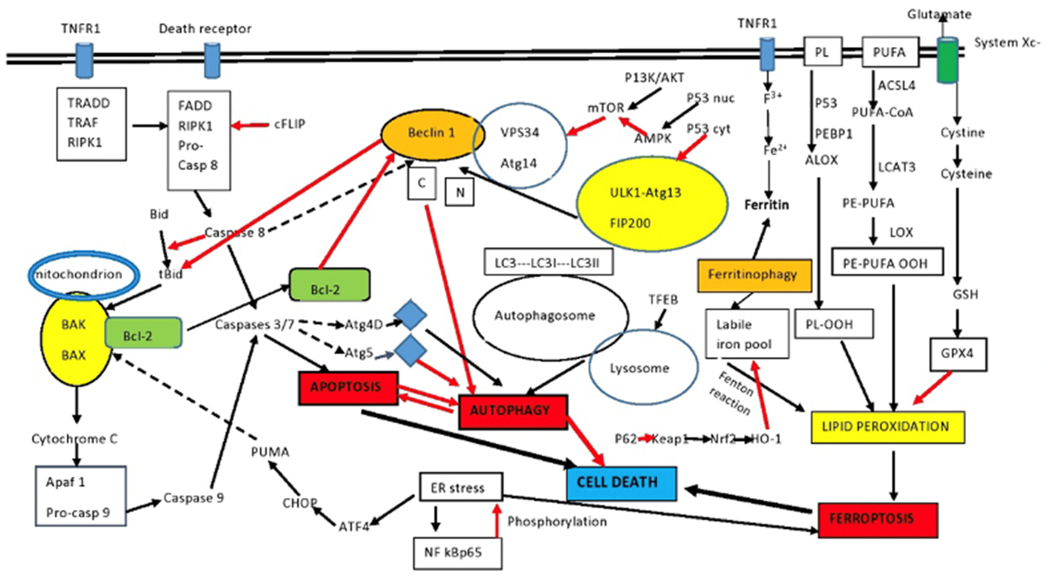 Gastroent 14 00042 g001