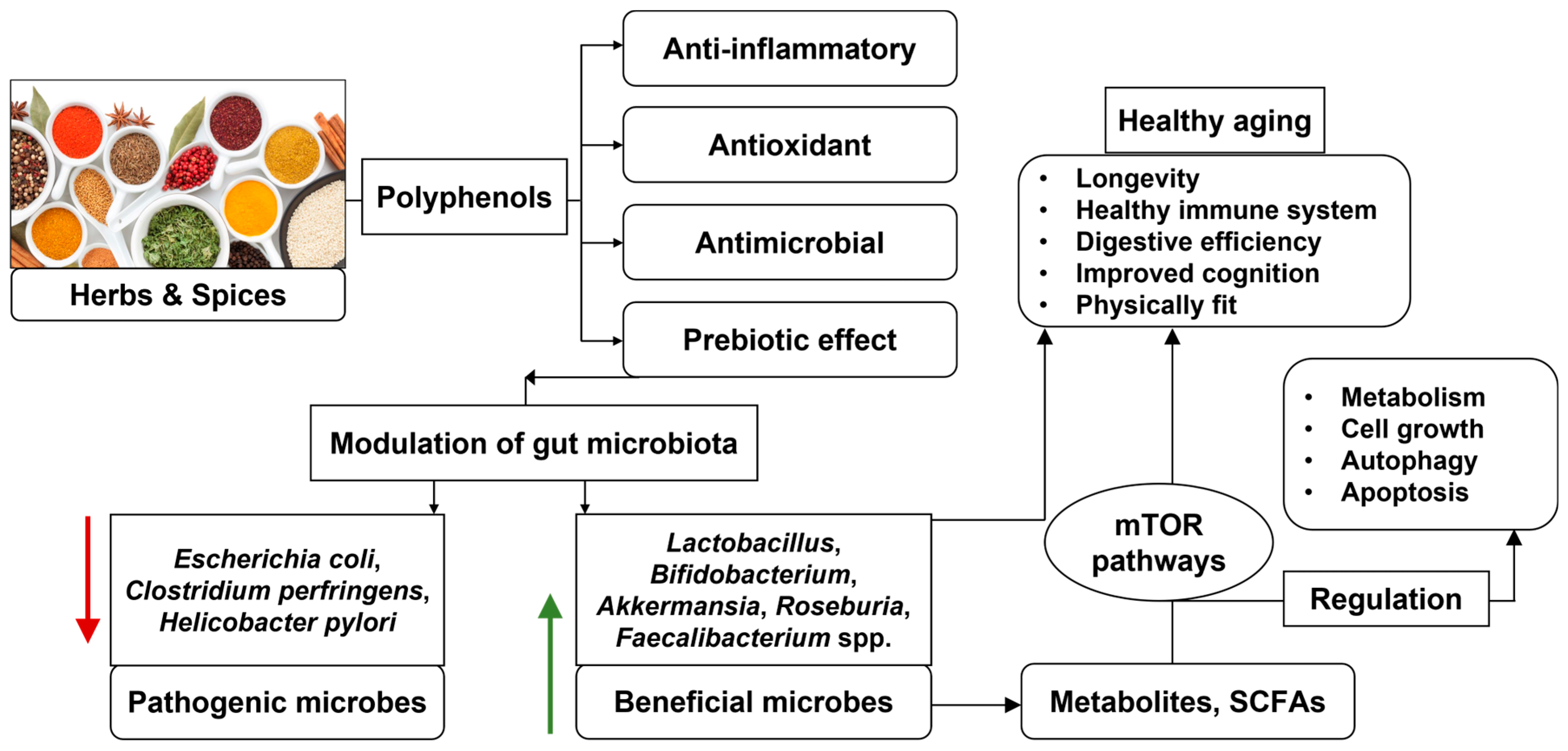 Gastroent 15 00032 g001