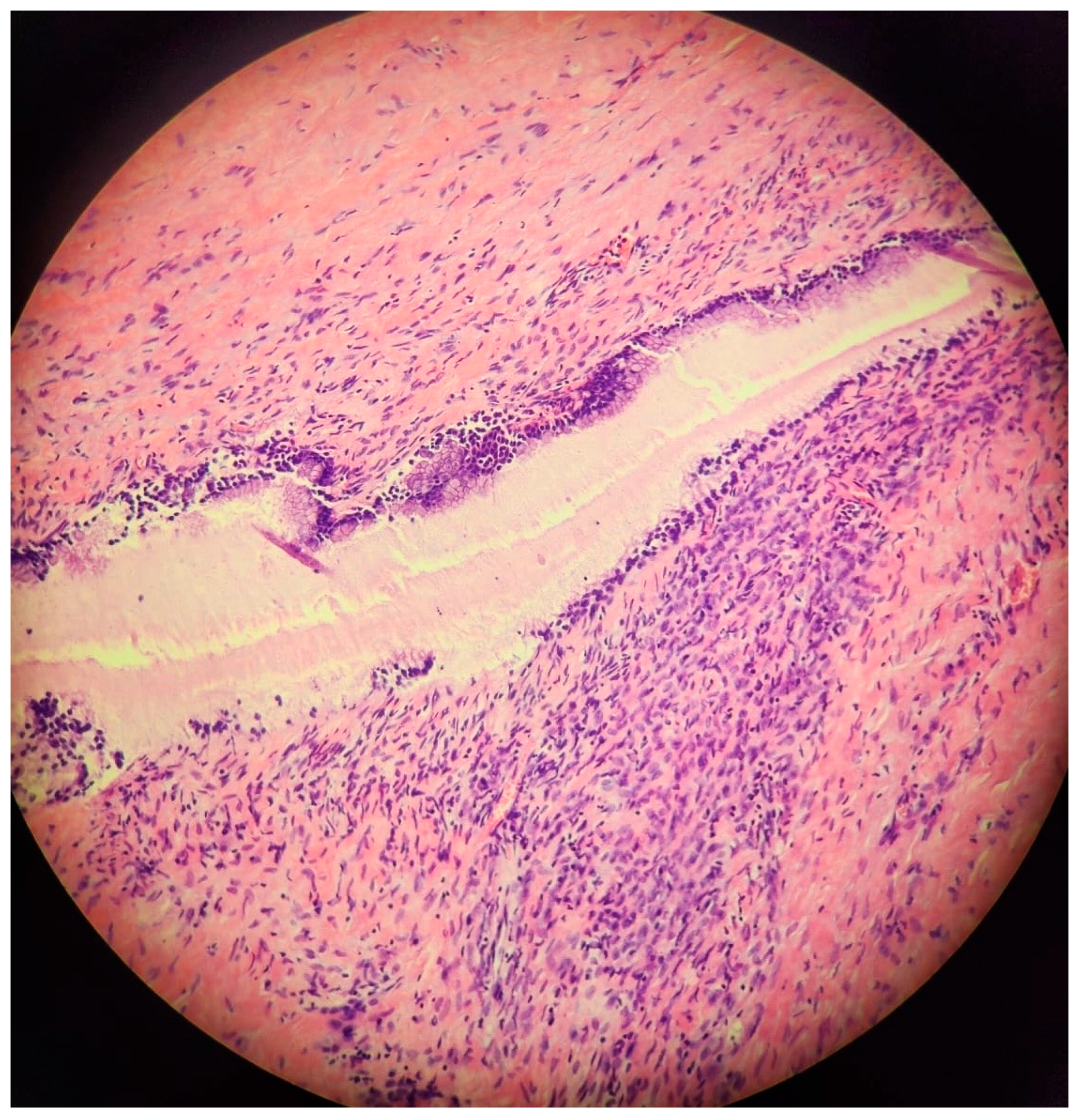 Gastroent 15 00057 g002